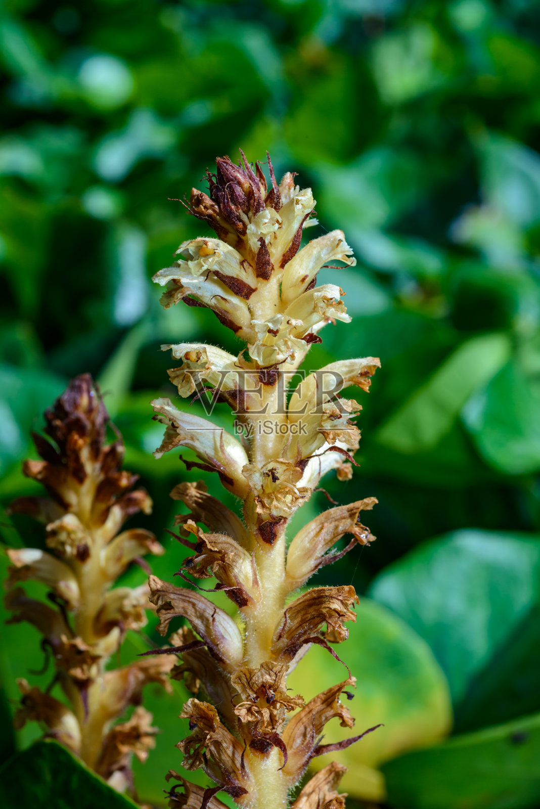常青藤帚苔(常青藤科)，长在常青藤上的寄生植物特写照片摄影图片