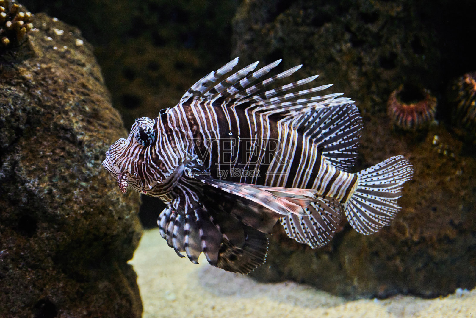 红狮鱼(Pterois volitans)是一种有毒和危险的水下珊瑚礁鱼，生活在海洋的热带水域照片摄影图片