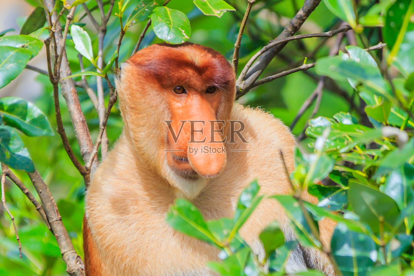 长鼻猴或鼻猴幼虫照片摄影图片