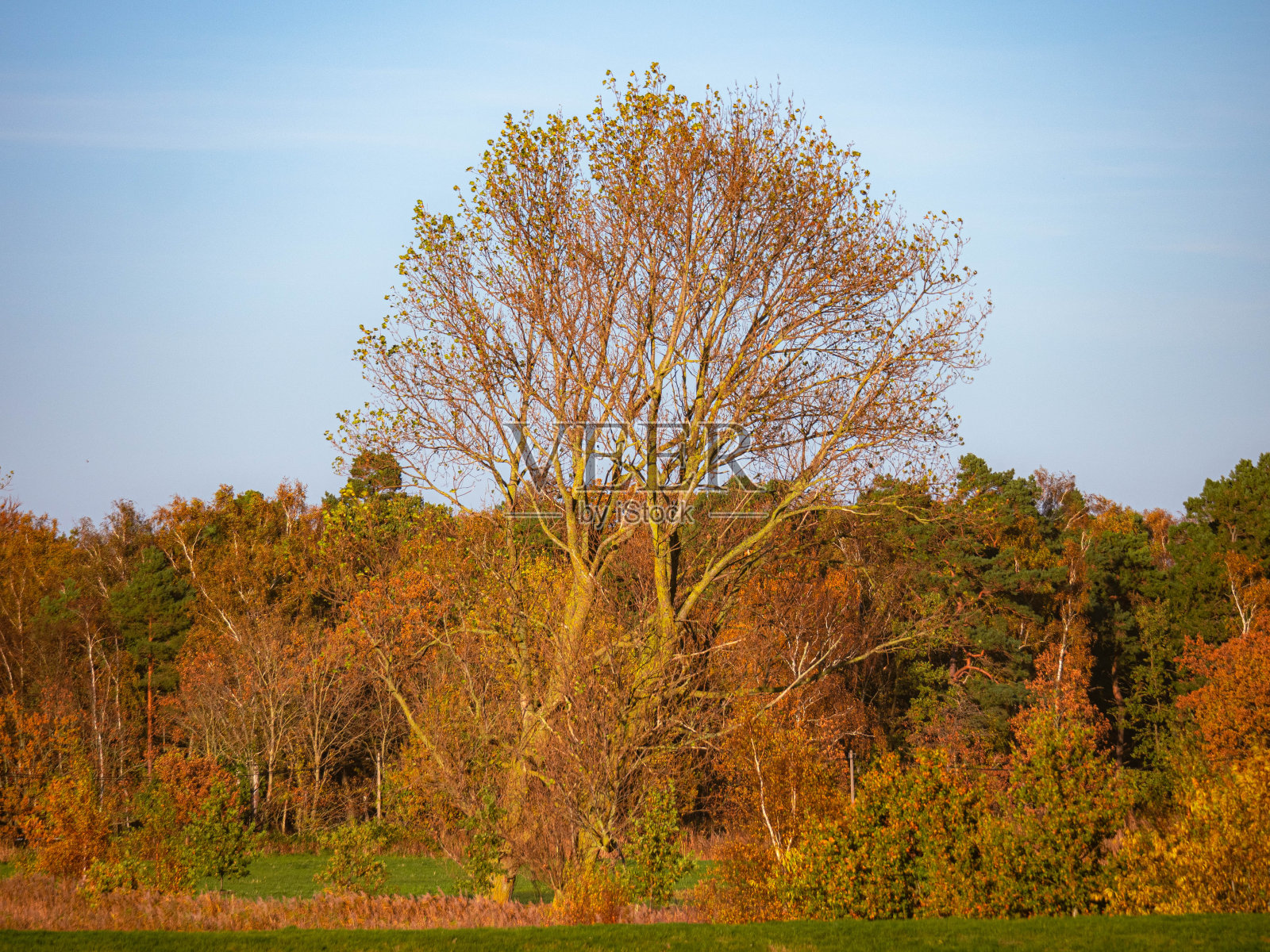 秋天的森林照片摄影图片
