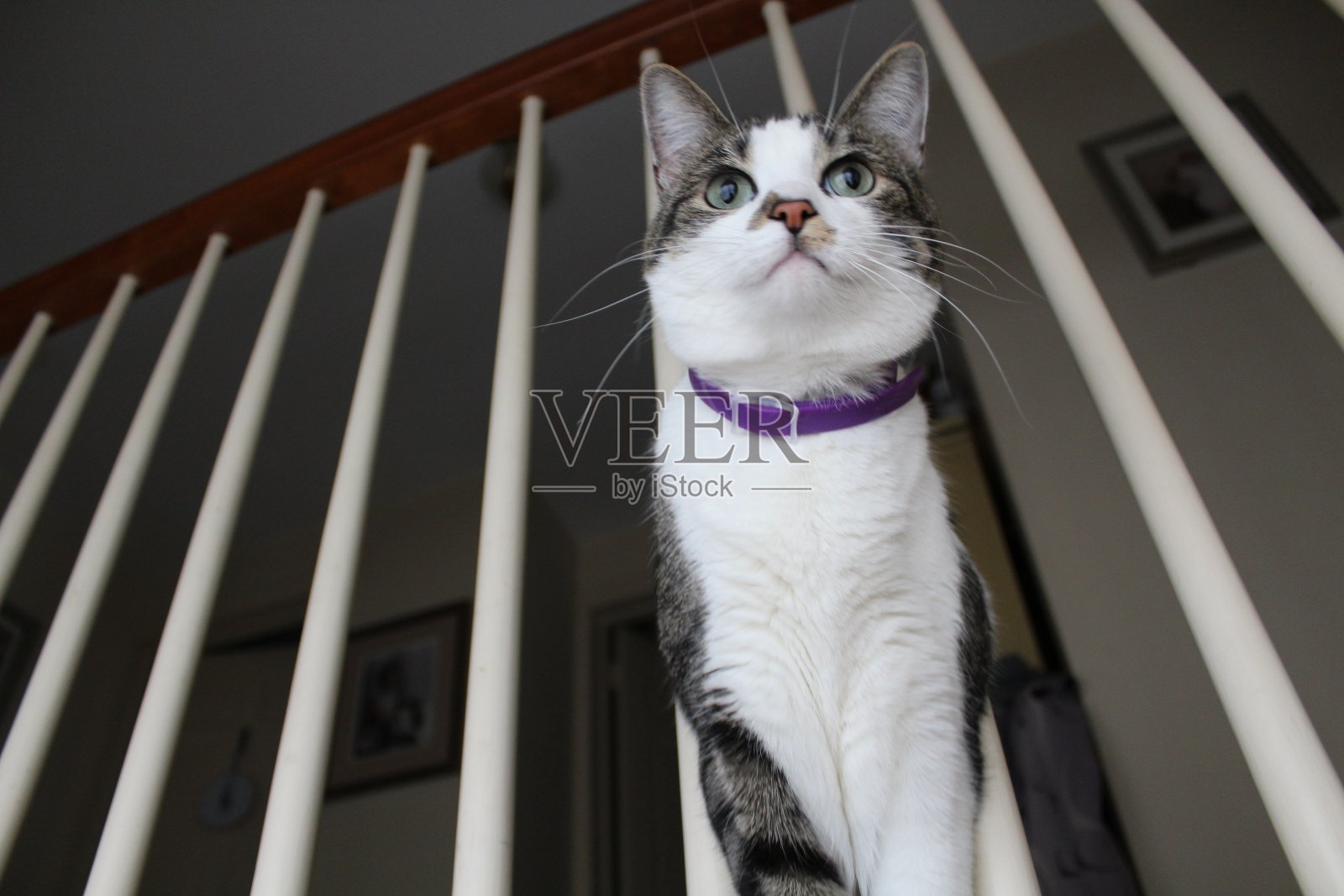 杂色猫照片摄影图片