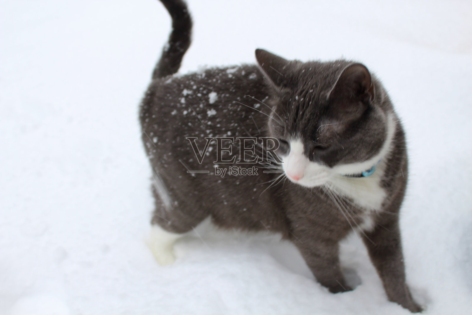 美国短毛猫照片摄影图片