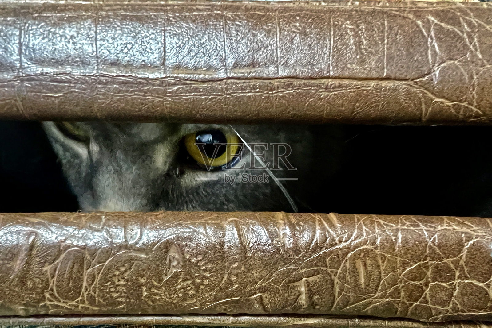 猫从皮箱里往外偷看。特写镜头。家里的家畜。照片摄影图片