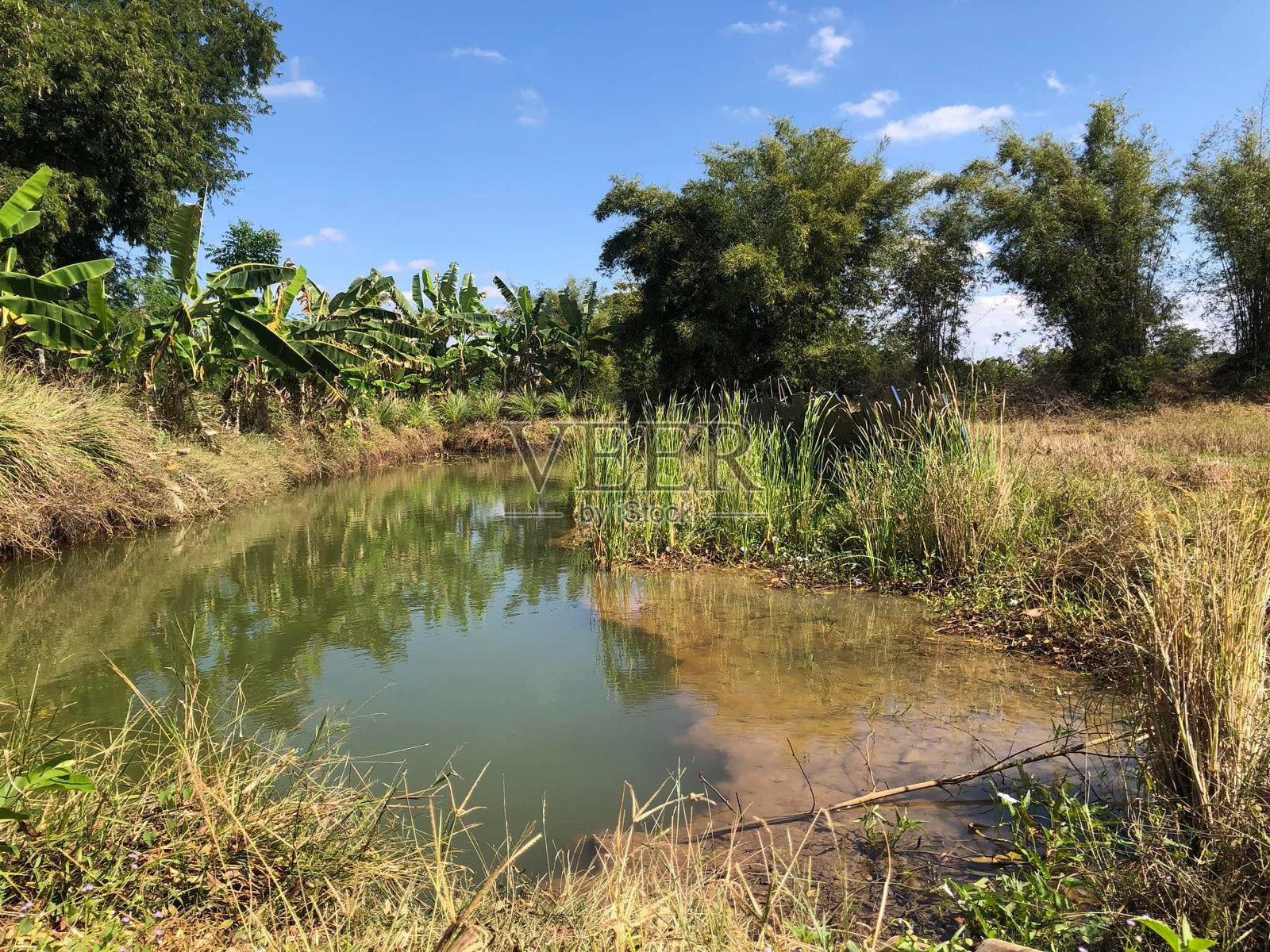 泰国乡村的池塘照片摄影图片