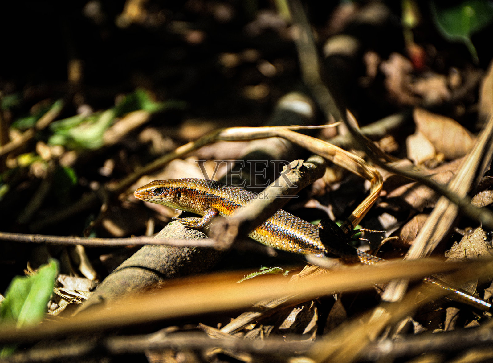 蜥蜴照片摄影图片