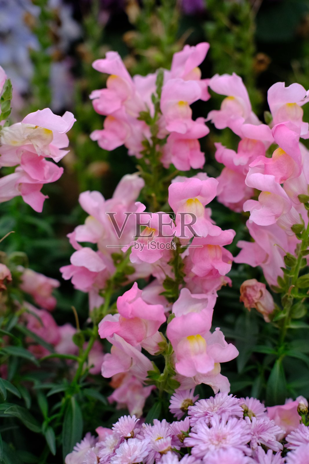 花园花卉春景绣球花向日葵牡丹野风信子叶草特写照片摄影图片