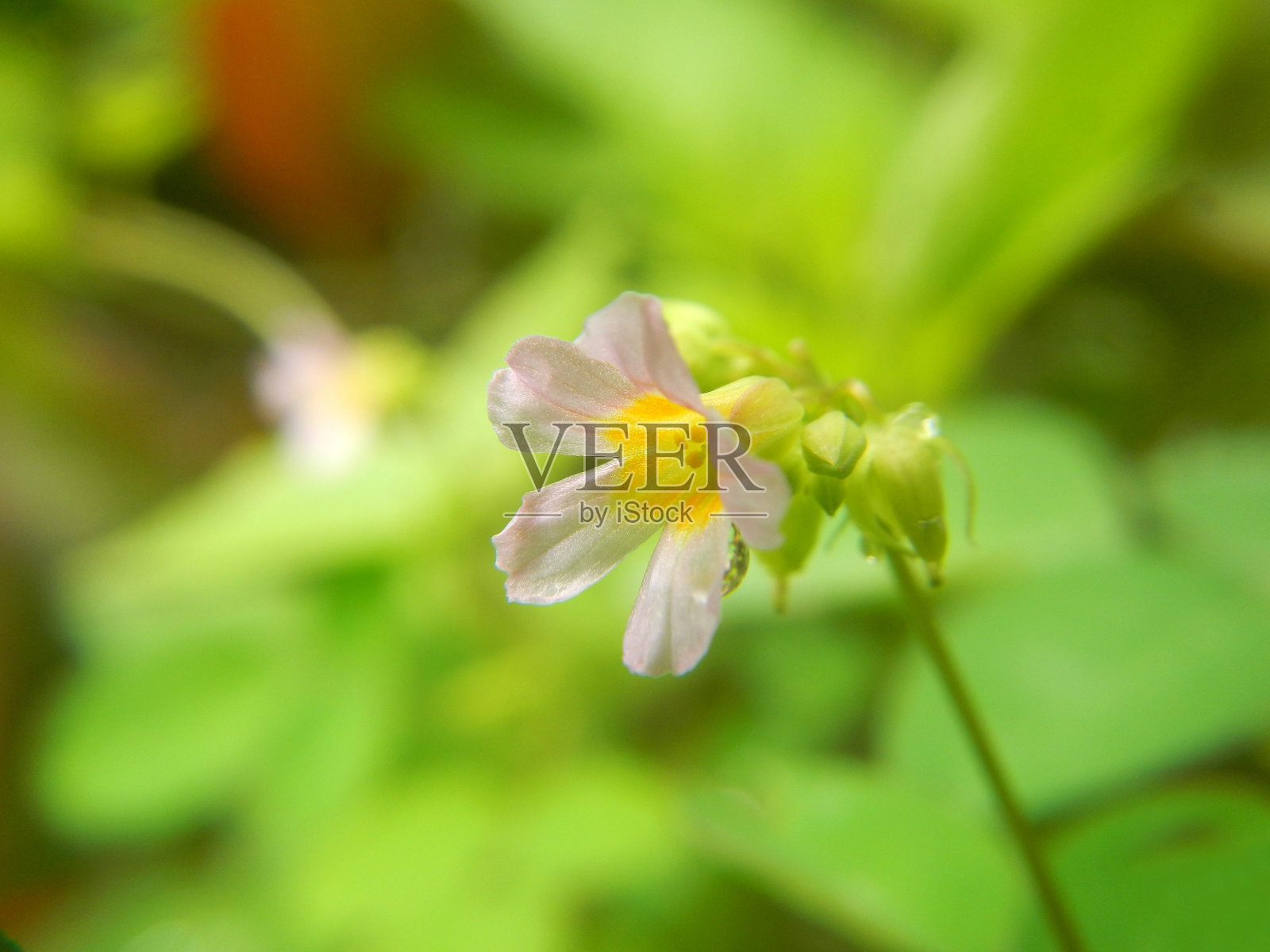 牛蒡花特写图像选择性聚焦照片摄影图片