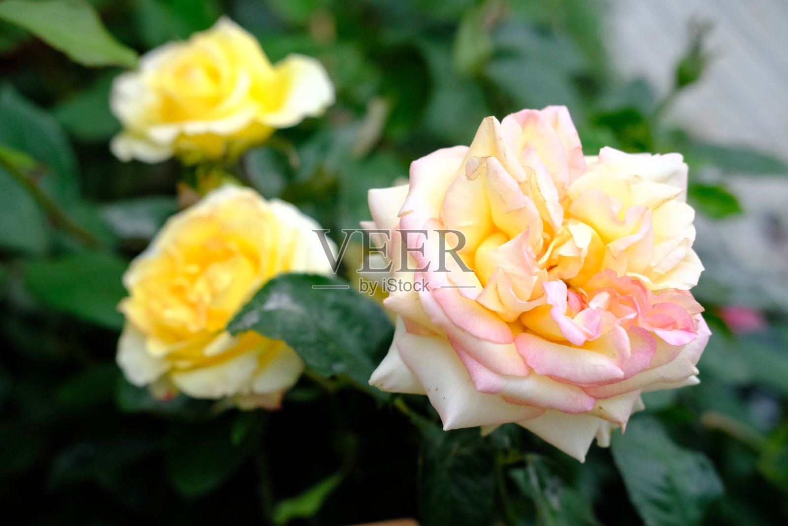 花园花卉春景绣球花向日葵牡丹野风信子叶草特写照片摄影图片