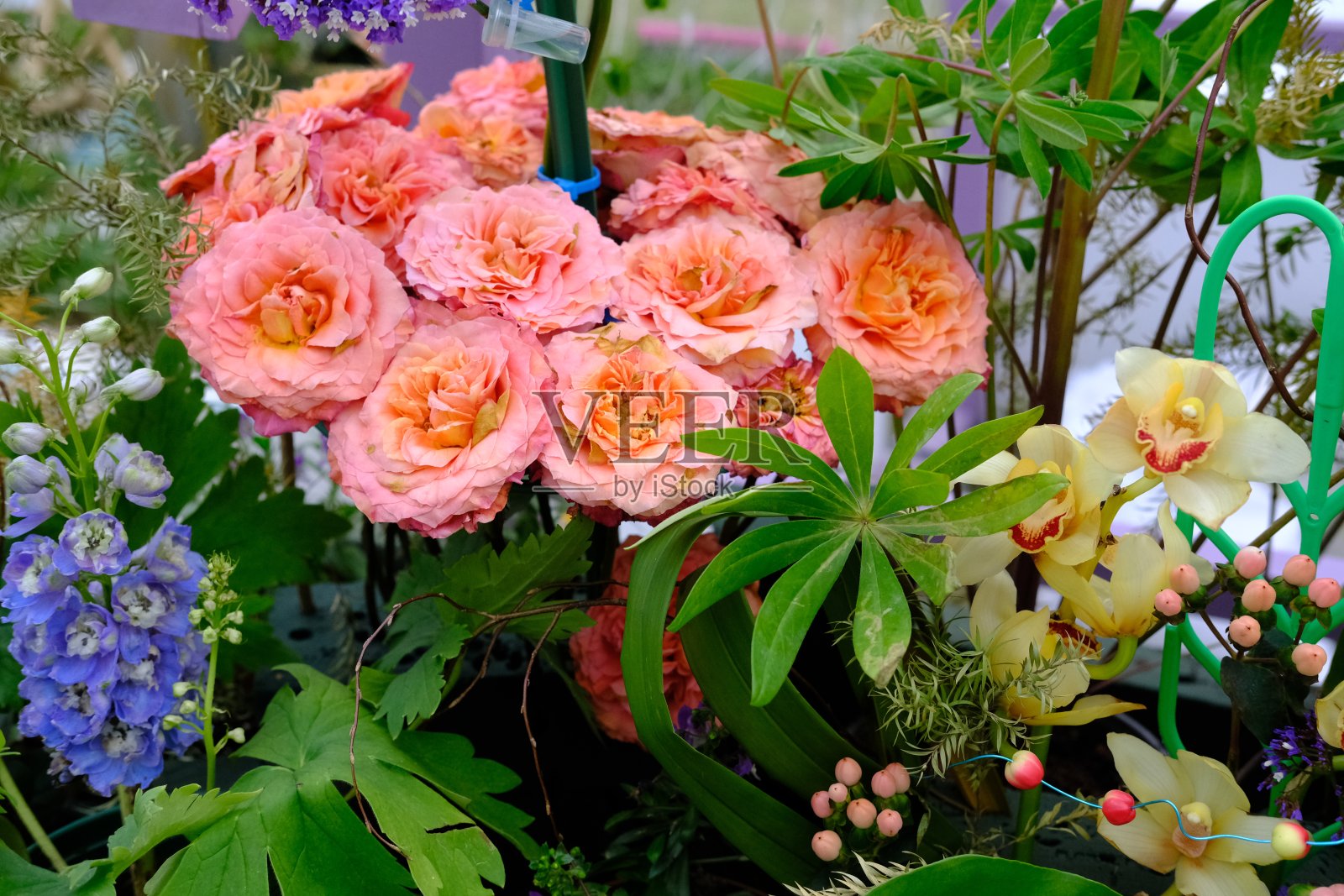 花园花卉春景绣球花向日葵牡丹野风信子叶草特写照片摄影图片