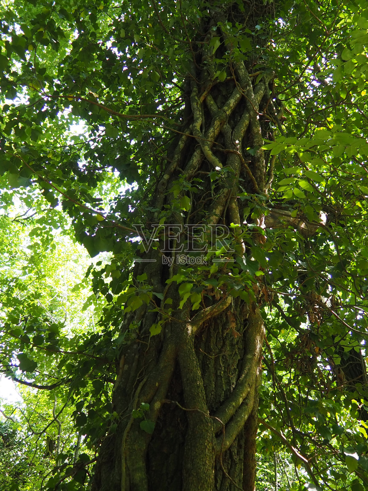 欧洲森林中树枝上的攀缘植物。塞尔维亚的Fruska Gora国家公园。直立植物找到垂直支撑物的植物触角，不定根，附着物。藤本植物是植物的生命形式照片摄影图片