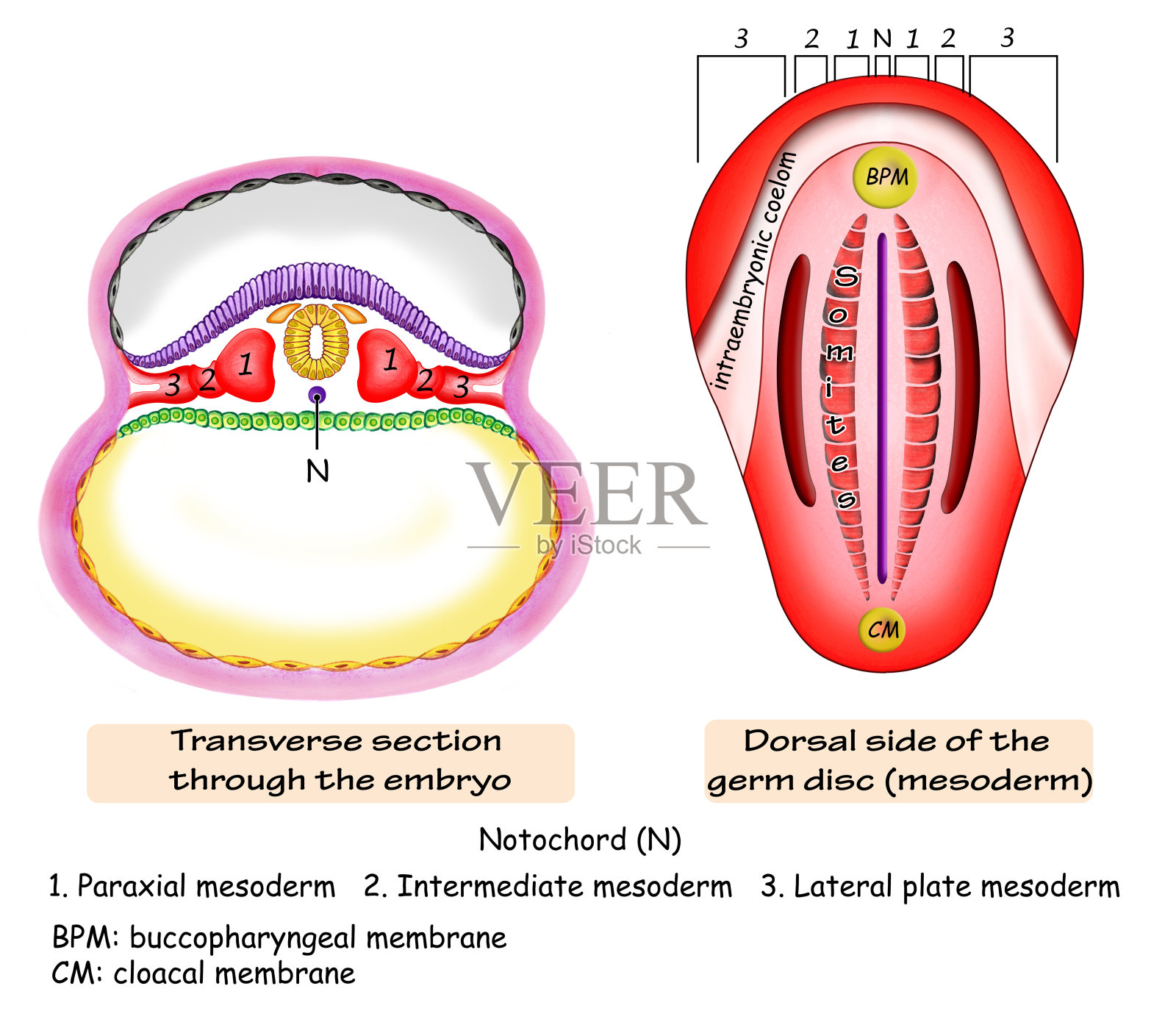 中胚层分裂插画图片素材