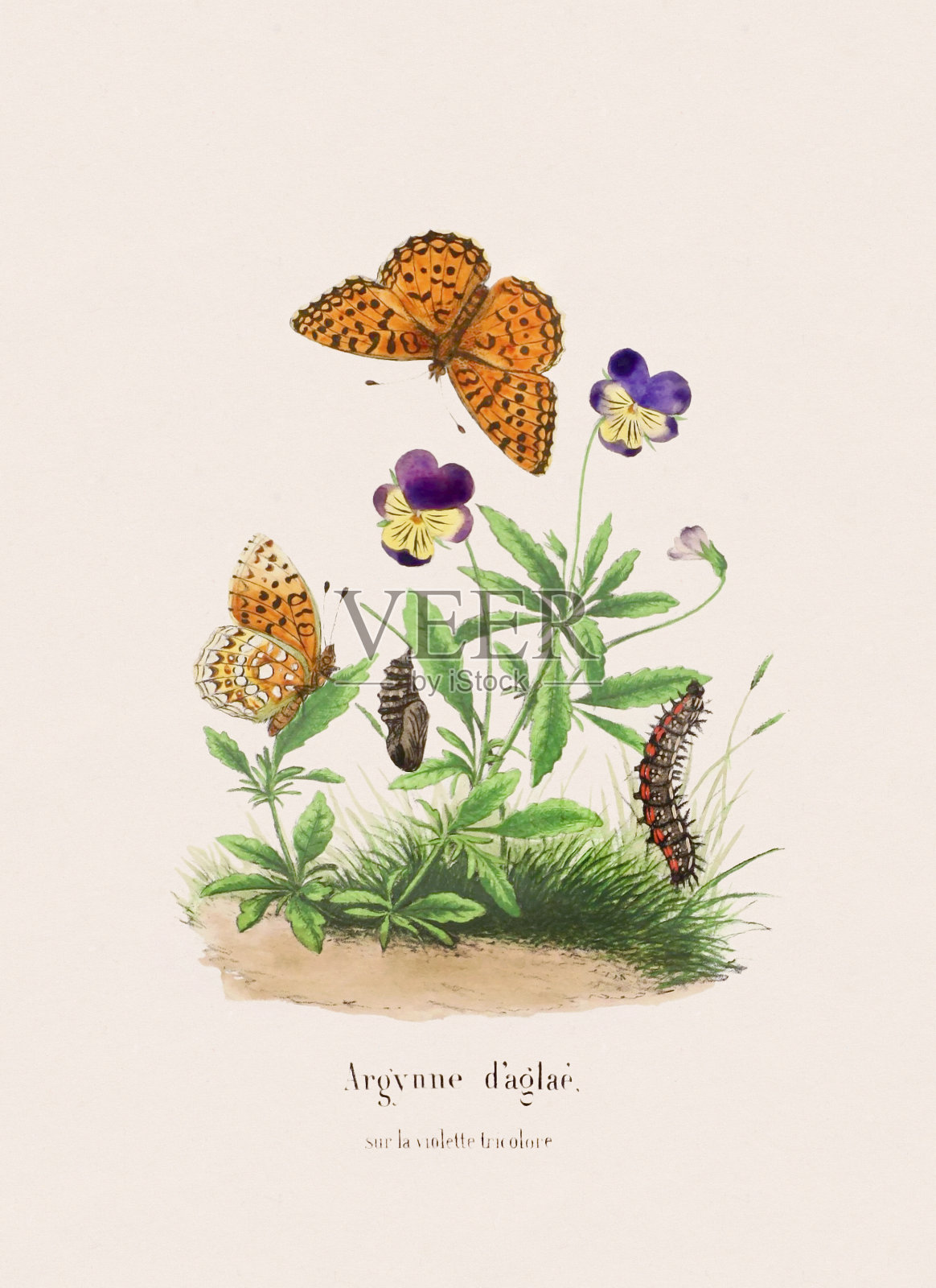 复古蝴蝶插图。Ca 1874插画图片素材