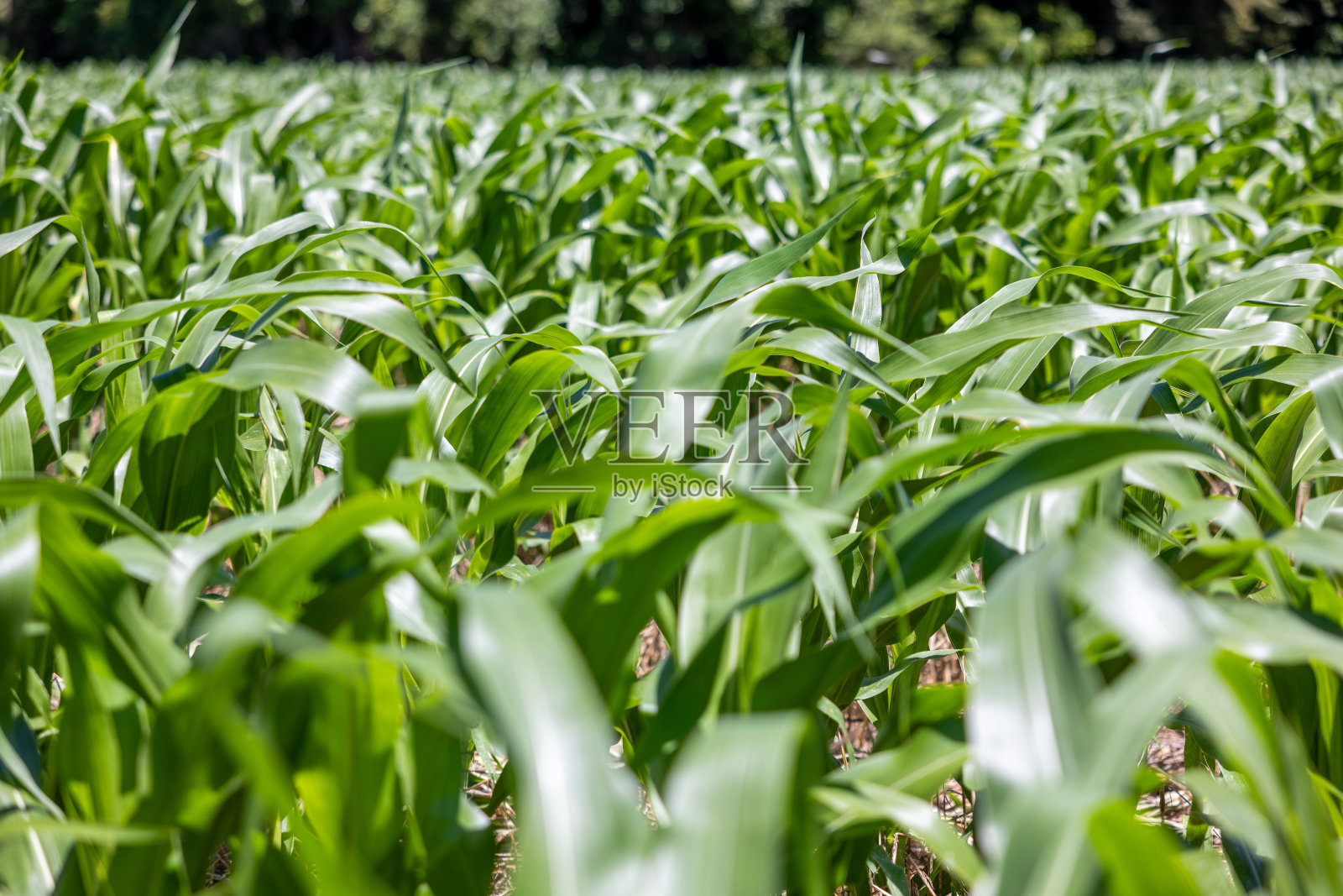 年轻的玉米地照片摄影图片