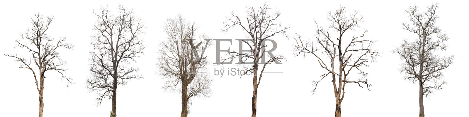 死树或枯树收集孤立在白色背景上。照片摄影图片