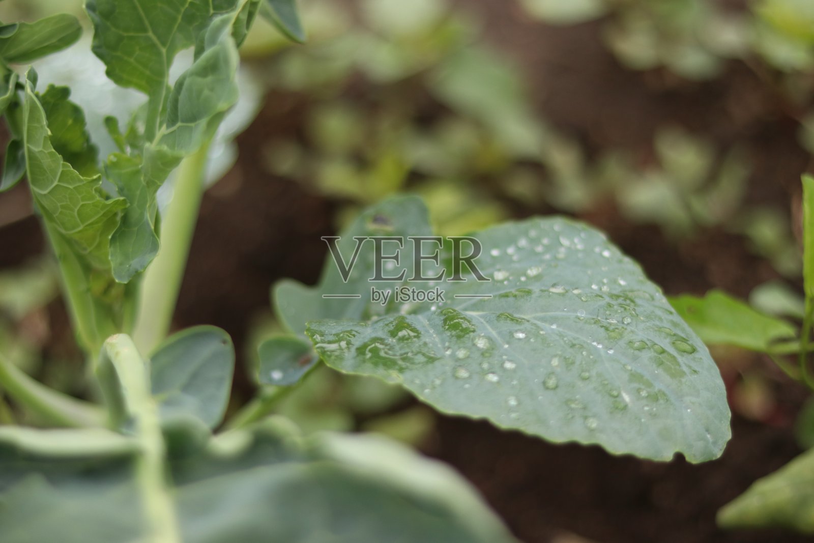绿色的卷心菜叶子上有雨滴照片摄影图片
