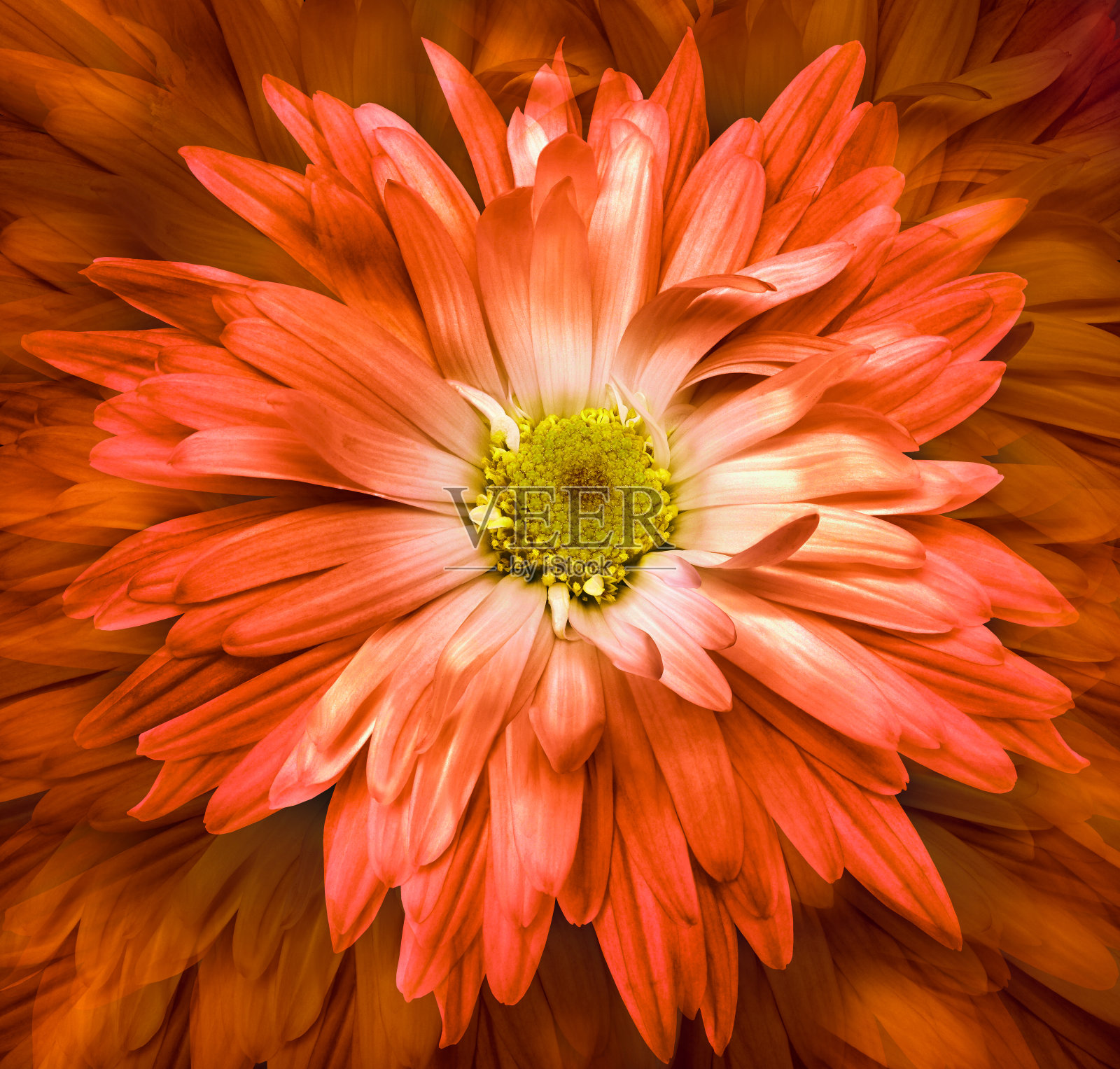 菊花在黑色孤立的背景与剪辑路径。特写镜头。大自然。照片摄影图片