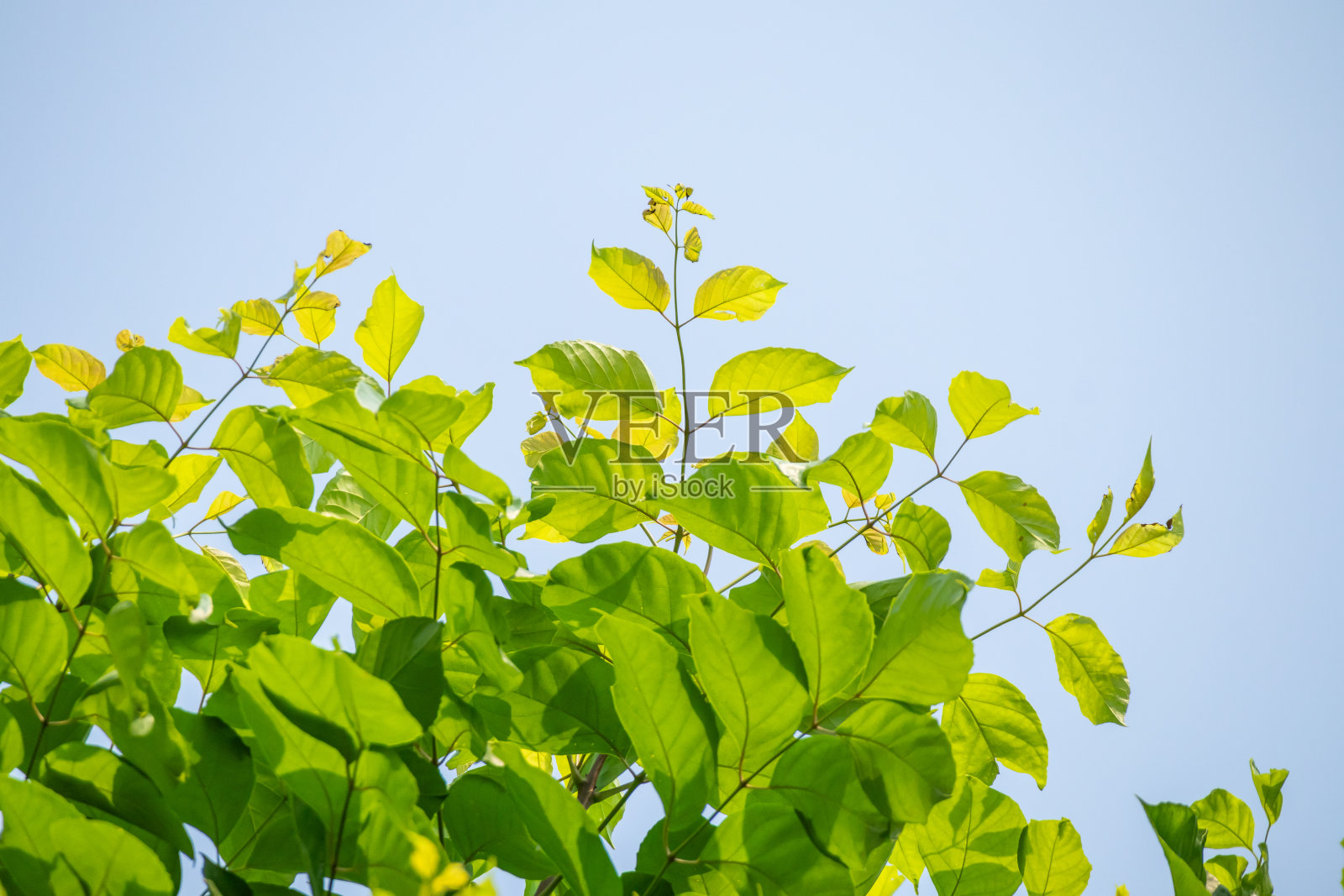 自然植物绿叶在花园与散景背景照片摄影图片