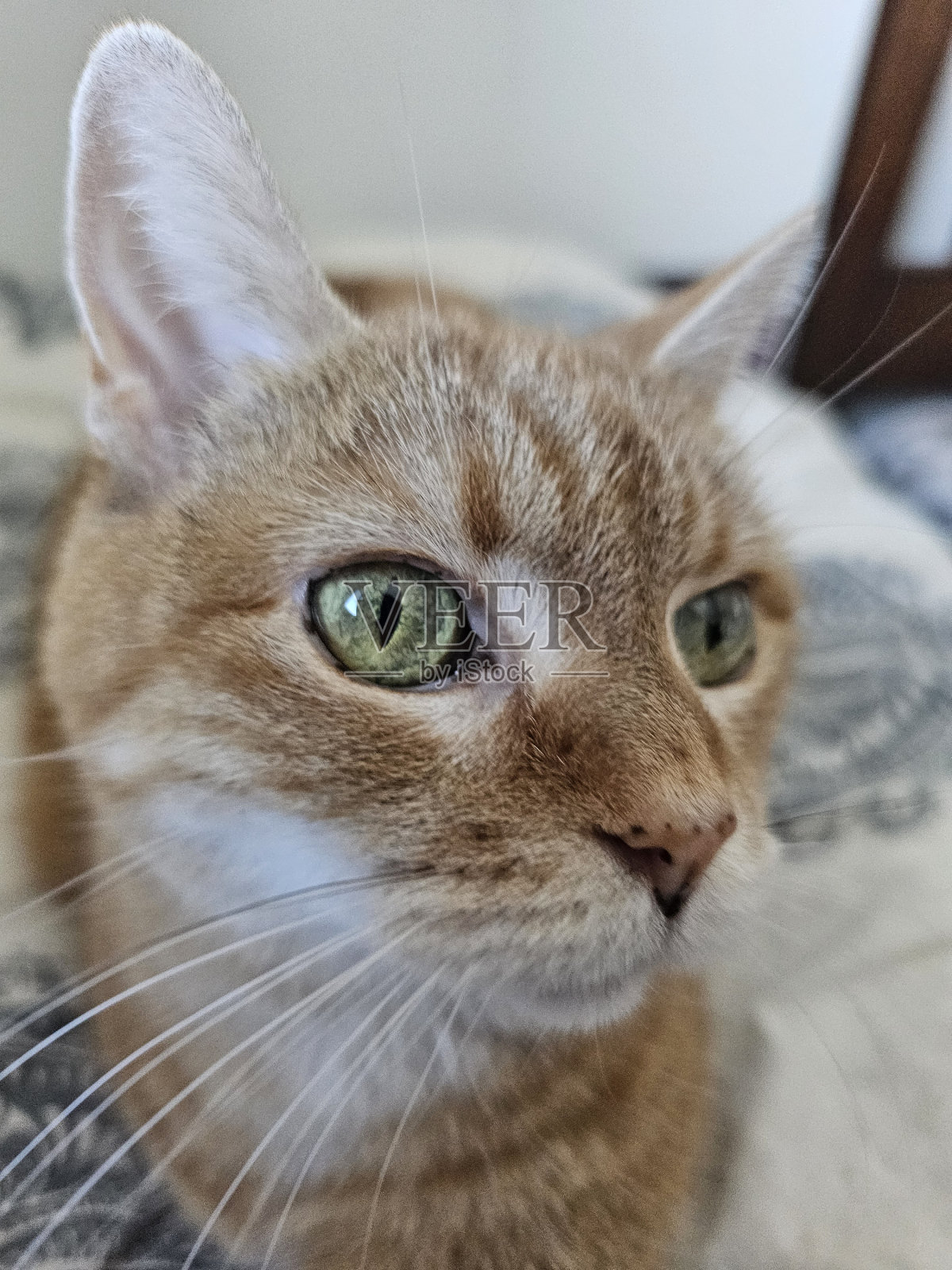 猫脸特写照片摄影图片