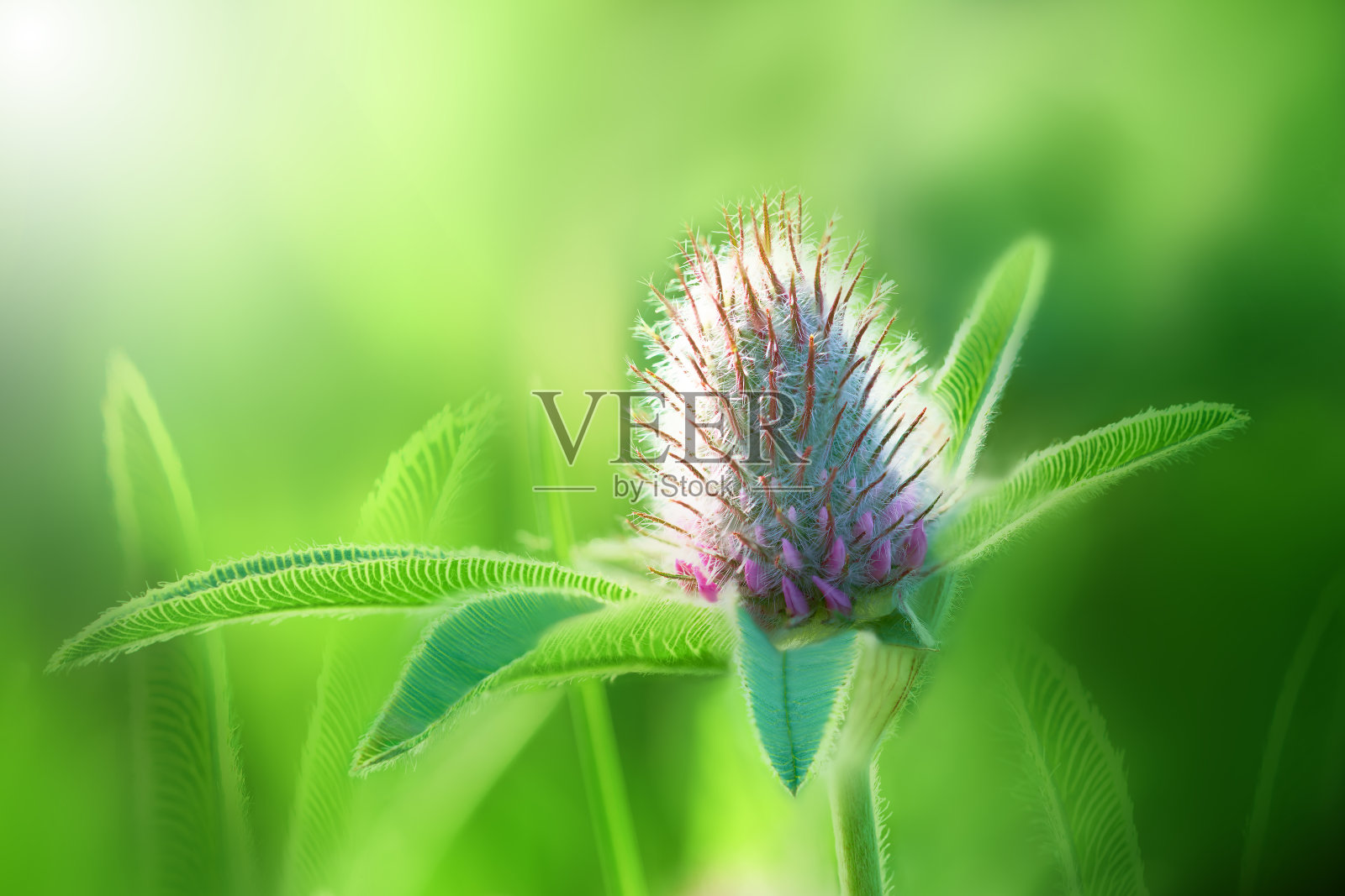 美丽的三叶草花在绿色的背景。浅景深。关闭了。大自然。照片摄影图片