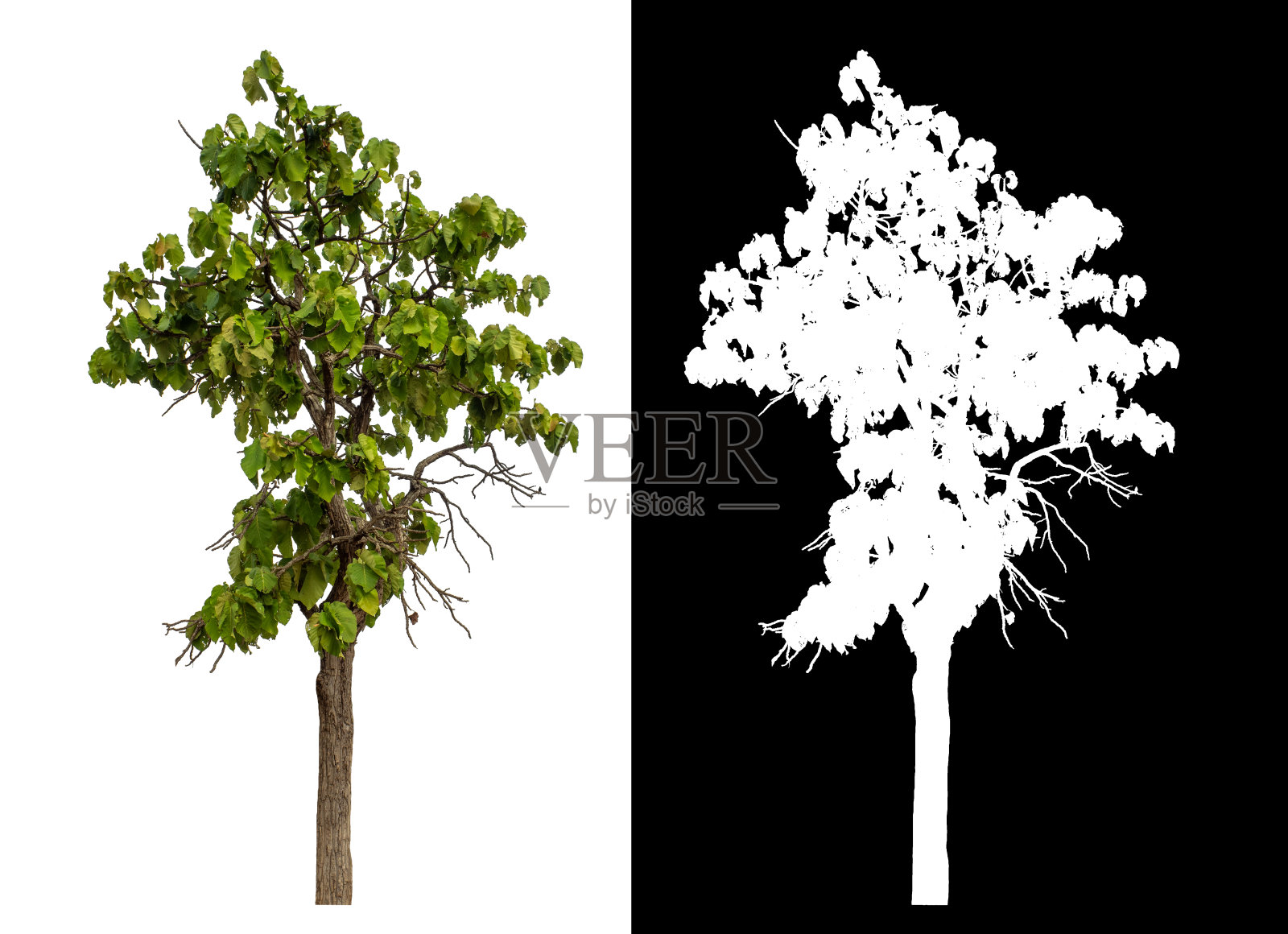 在白色背景上孤立的单棵绿色树照片摄影图片