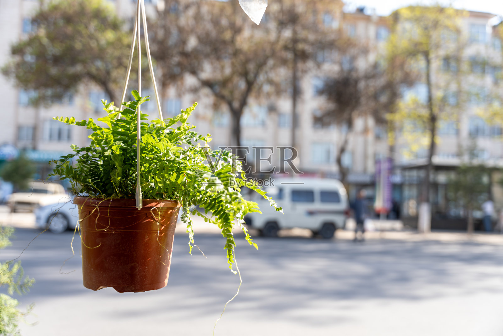 一株挂在链子上的盆栽在一栋建筑的前面照片摄影图片