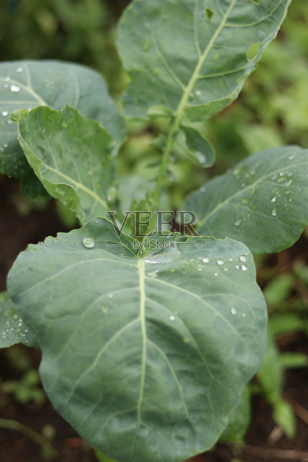 绿色的卷心菜叶子上有雨滴照片摄影图片