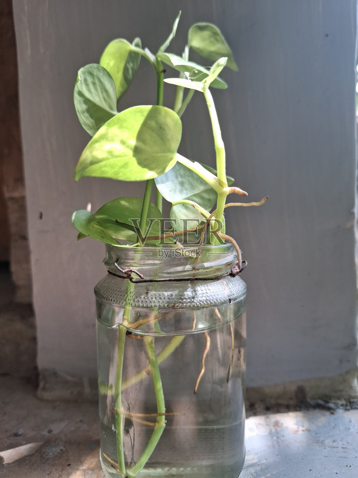 金凤花照片摄影图片