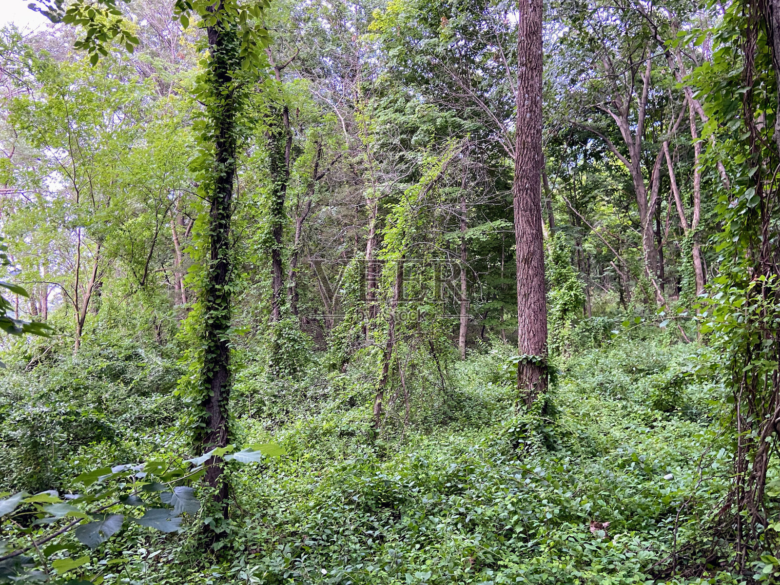 爱荷华州爱荷华市的Squire Point Trail照片摄影图片