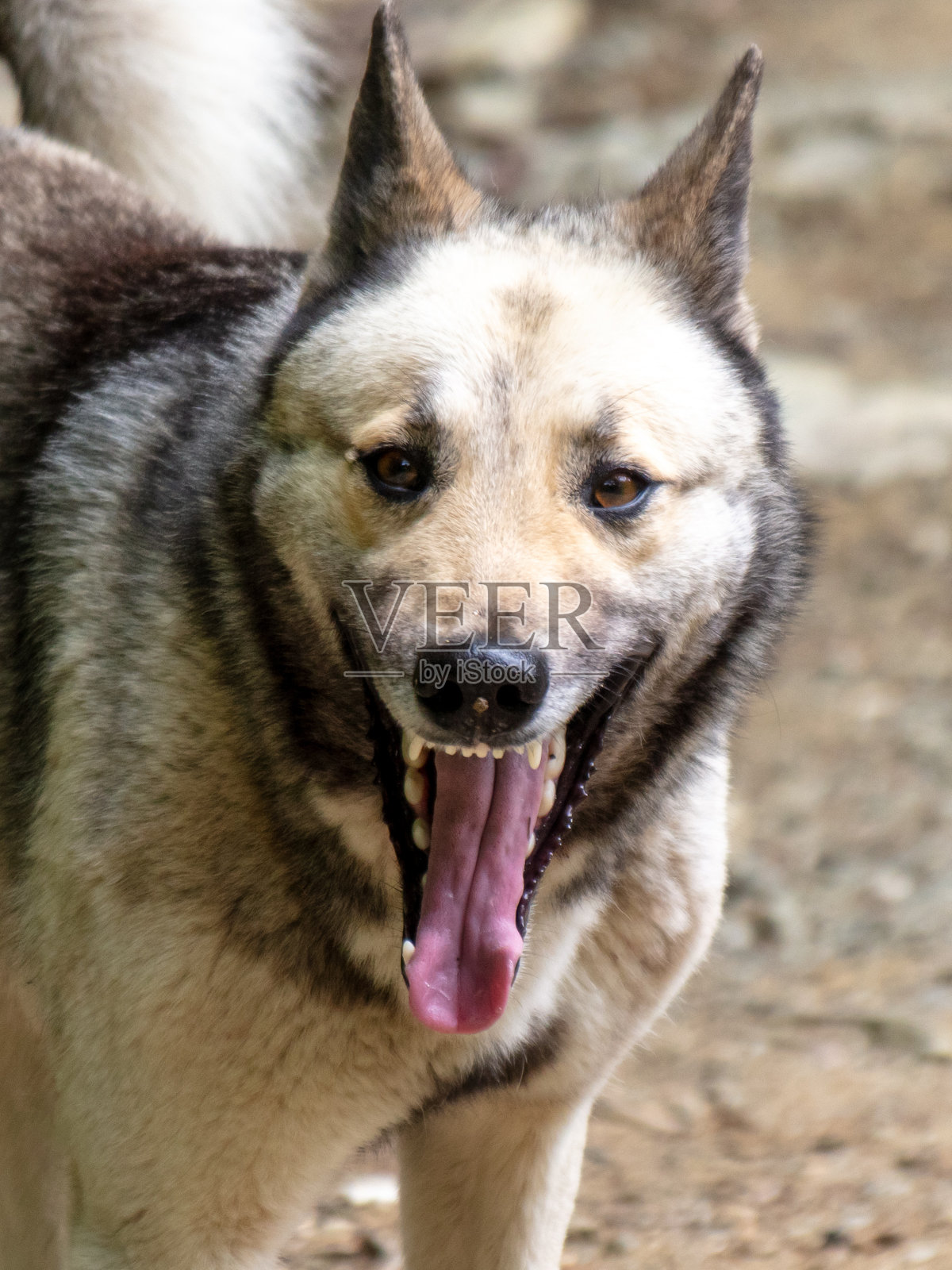 公园里一只野狗的肖像照片摄影图片