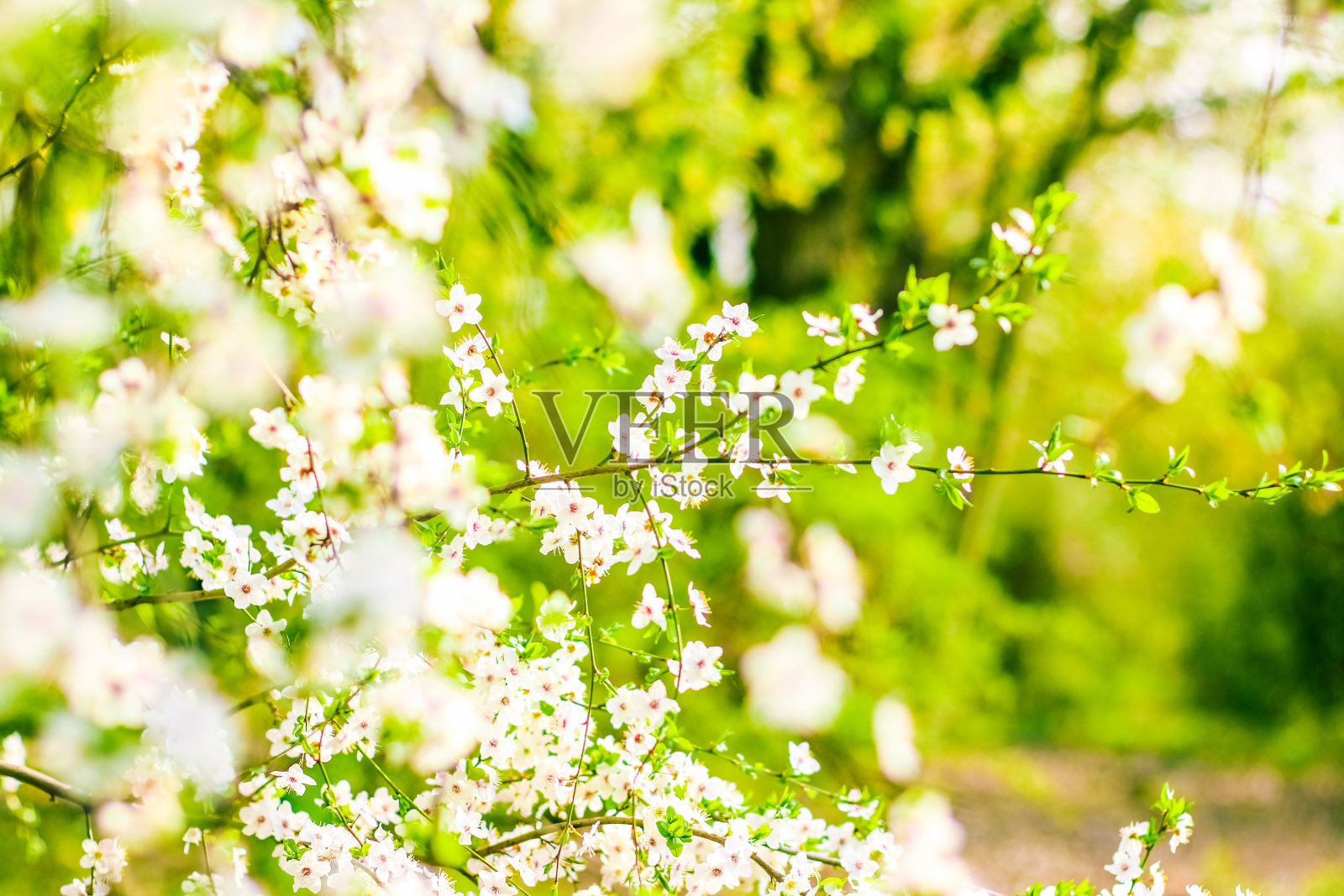 春天樱花盛开，白色的花朵作为自然的背景照片摄影图片