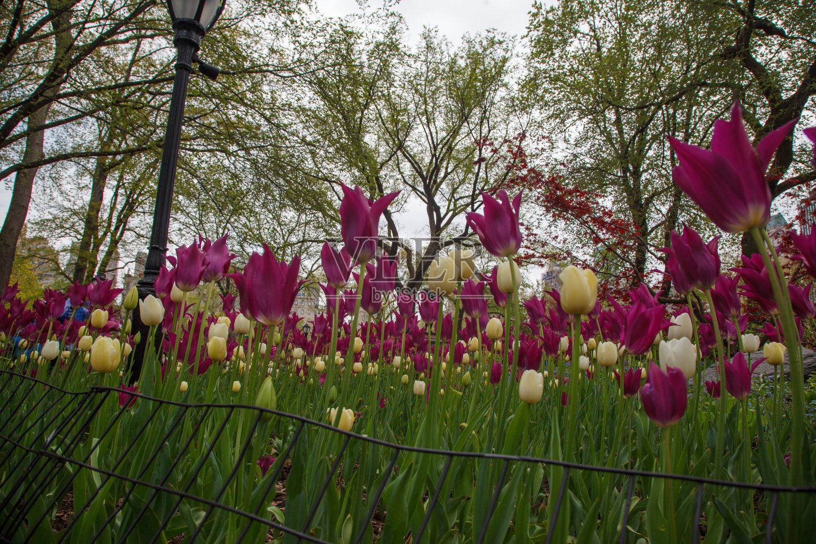 纽约中央公园里盛开的花园照片摄影图片