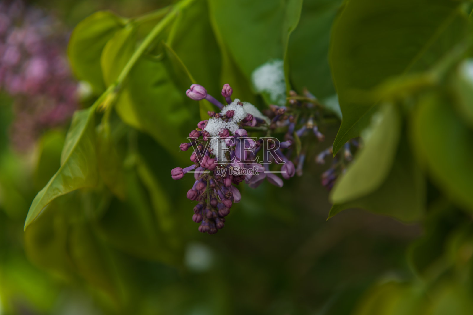 紫色的丁香花覆盖着白雪照片摄影图片