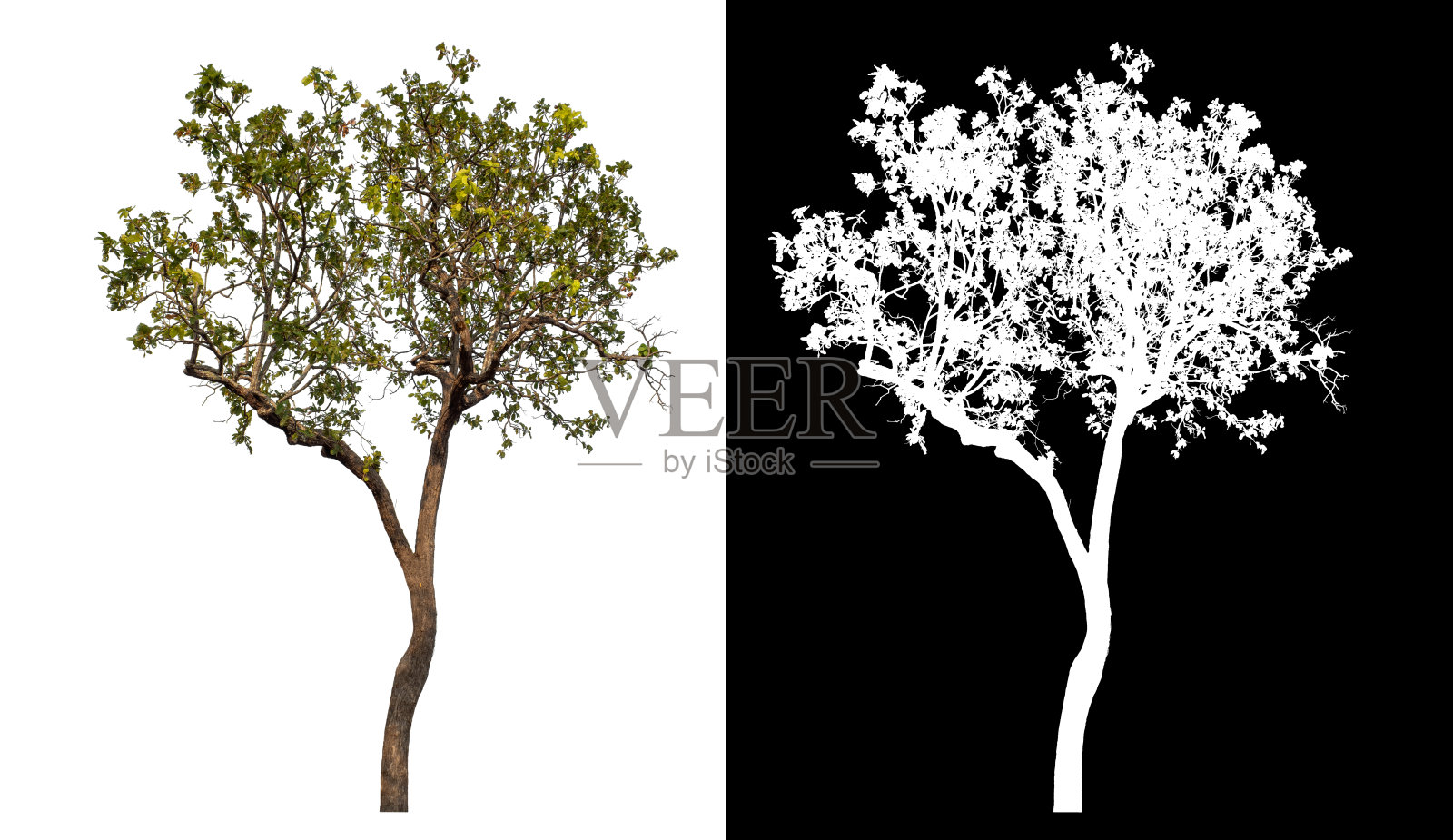 在白色背景上孤立的树照片摄影图片