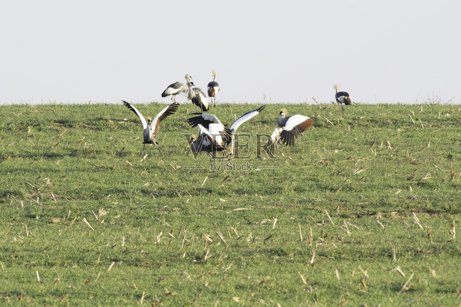 灰冠鹤在跳舞照片摄影图片