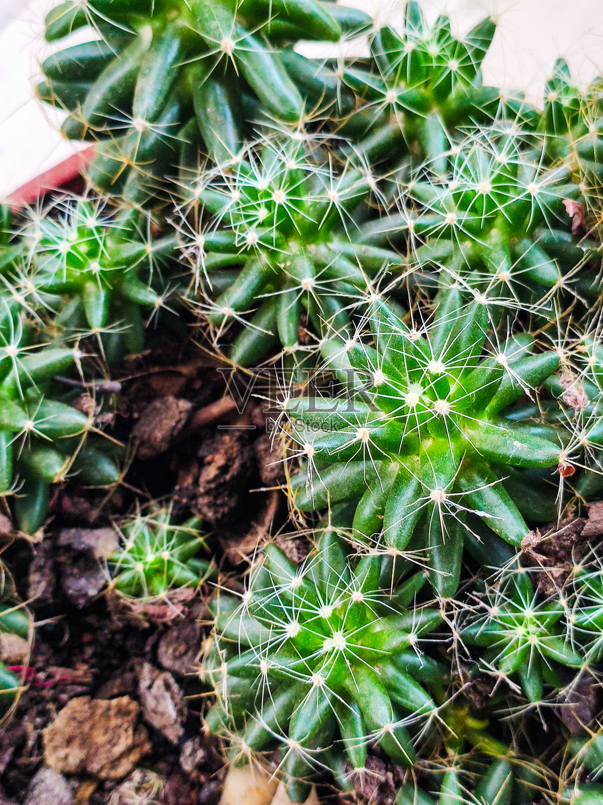 多肉植物，盆内毛霉照片摄影图片