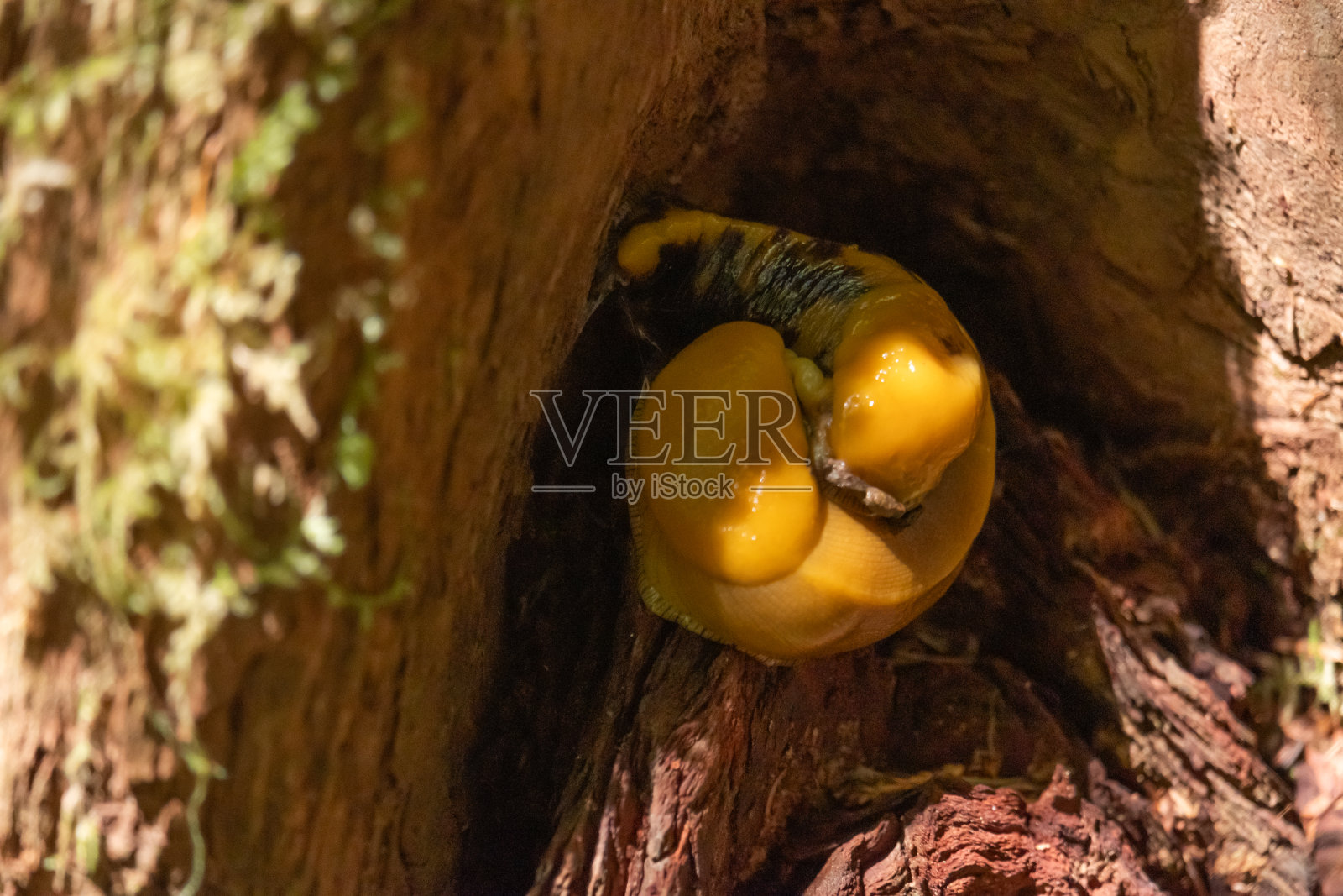 门多西诺的香蕉蛞蝓照片摄影图片