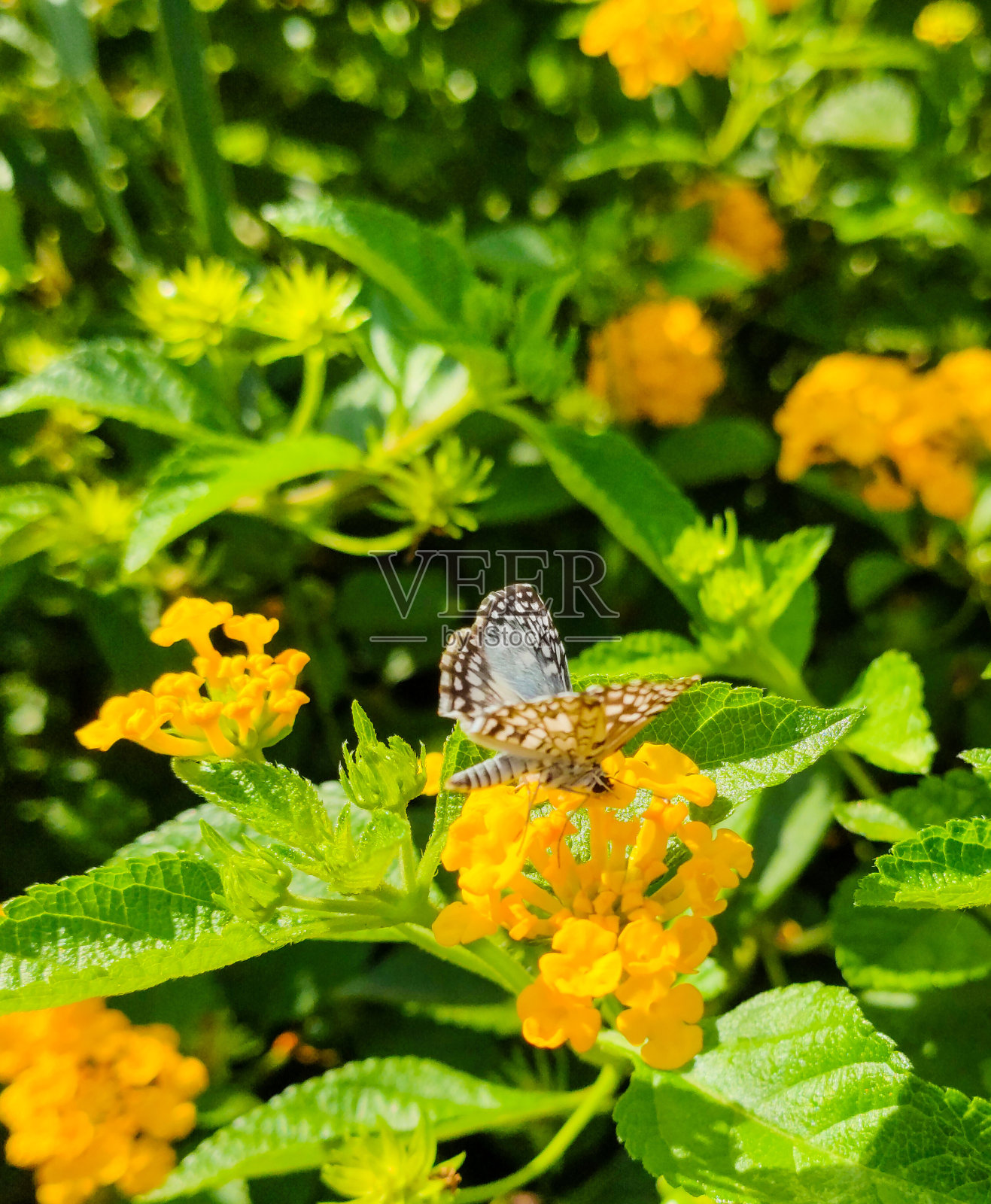 花的黄色与美丽的蝴蝶照片摄影图片