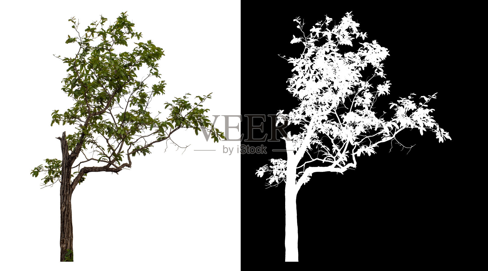 绿树孤立在白色背景上照片摄影图片