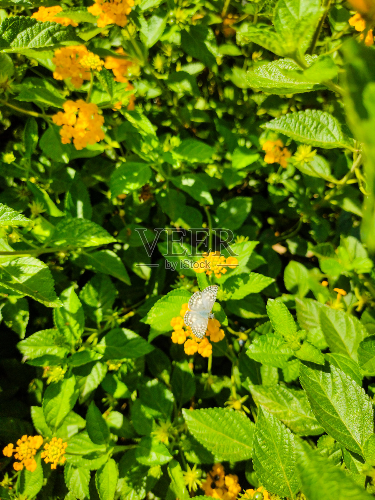 花的黄色与美丽的蝴蝶照片摄影图片