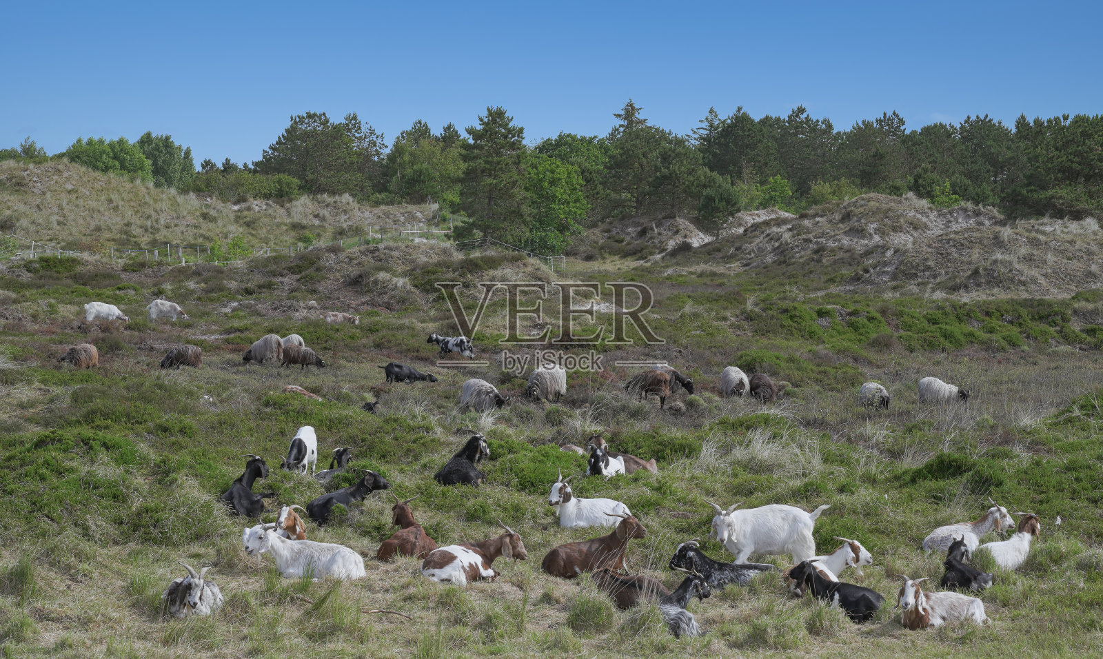 德国石勒苏益格-荷尔斯泰因州爱德施泰特半岛，北海，北弗里斯兰，圣彼得-奥尔丁沙丘上的绵羊和山羊照片摄影图片