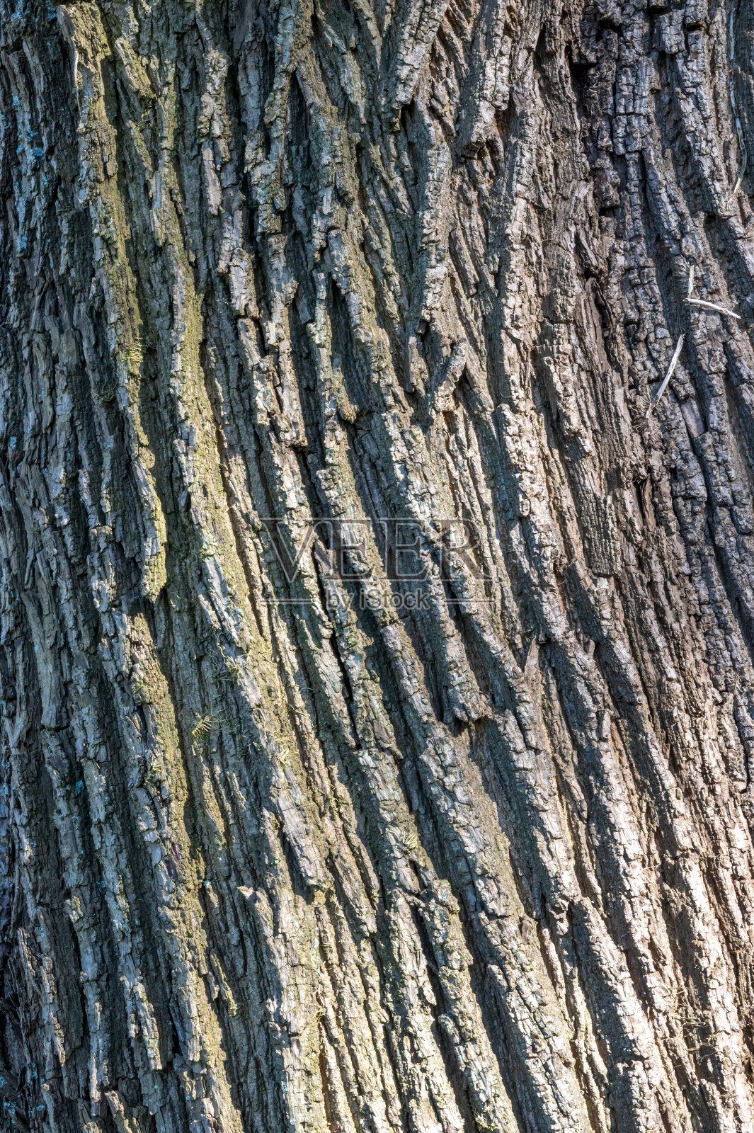 接近树皮的树，纹理背景照片摄影图片