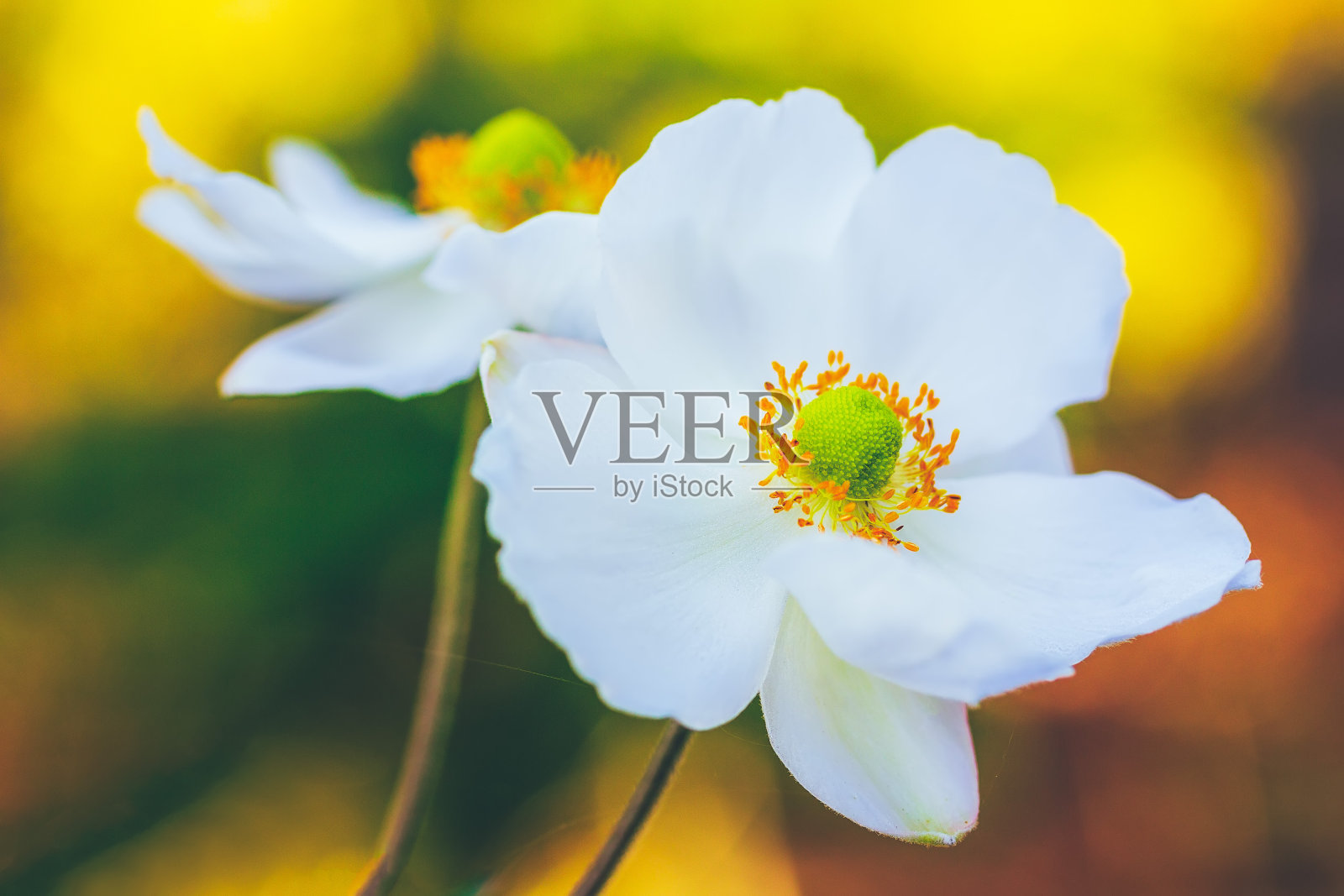 美丽的秋天白色海葵花特写照片摄影图片