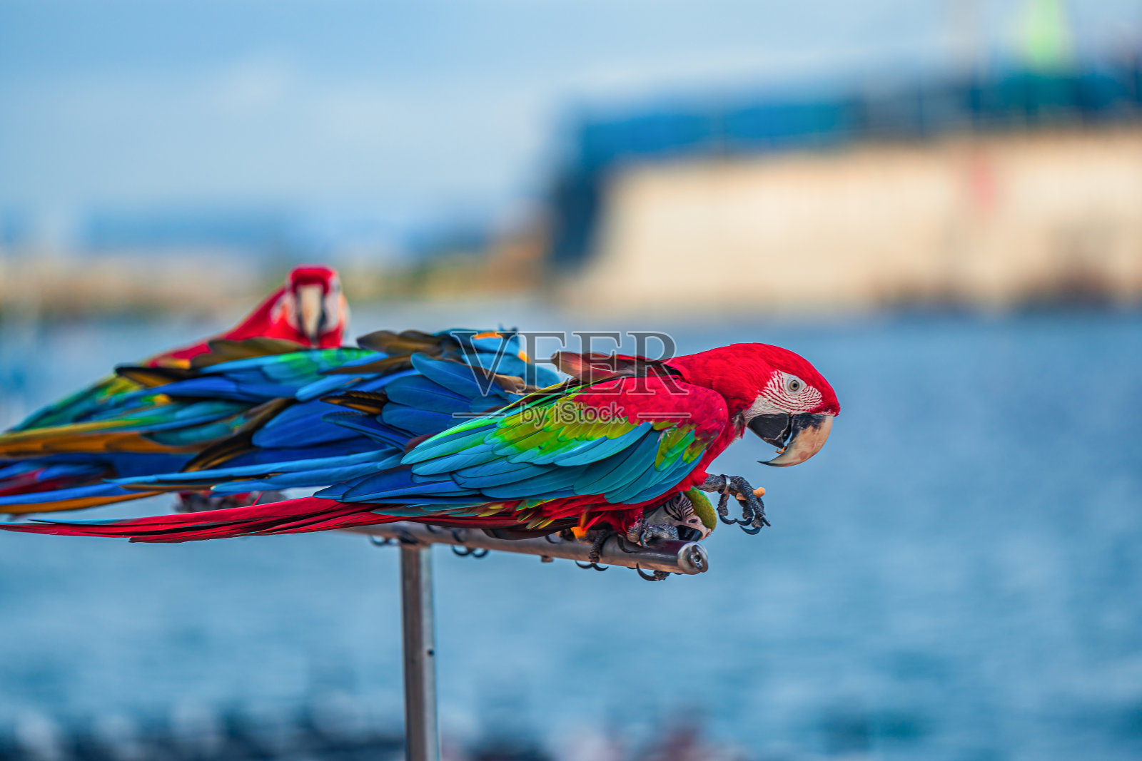 金刚鹦鹉是一种有着美丽多彩的羽毛的鹦鹉。它们被认为是昂贵的野生动物。它们是美丽的鸟，在鸟类收藏家中很受欢迎，被当作宠物。照片摄影图片