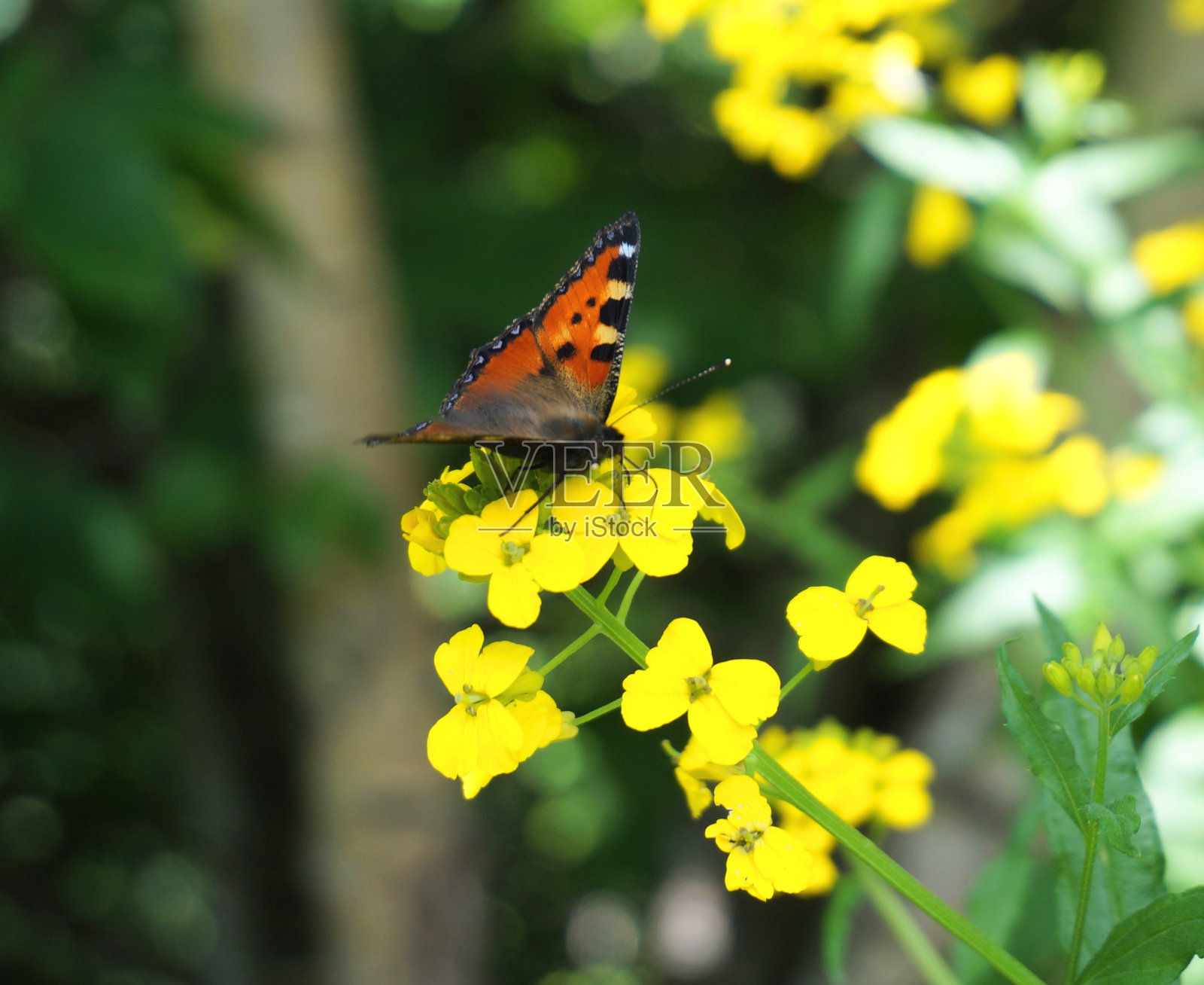 一只美丽的蝴蝶站在黄花上。照片摄影图片