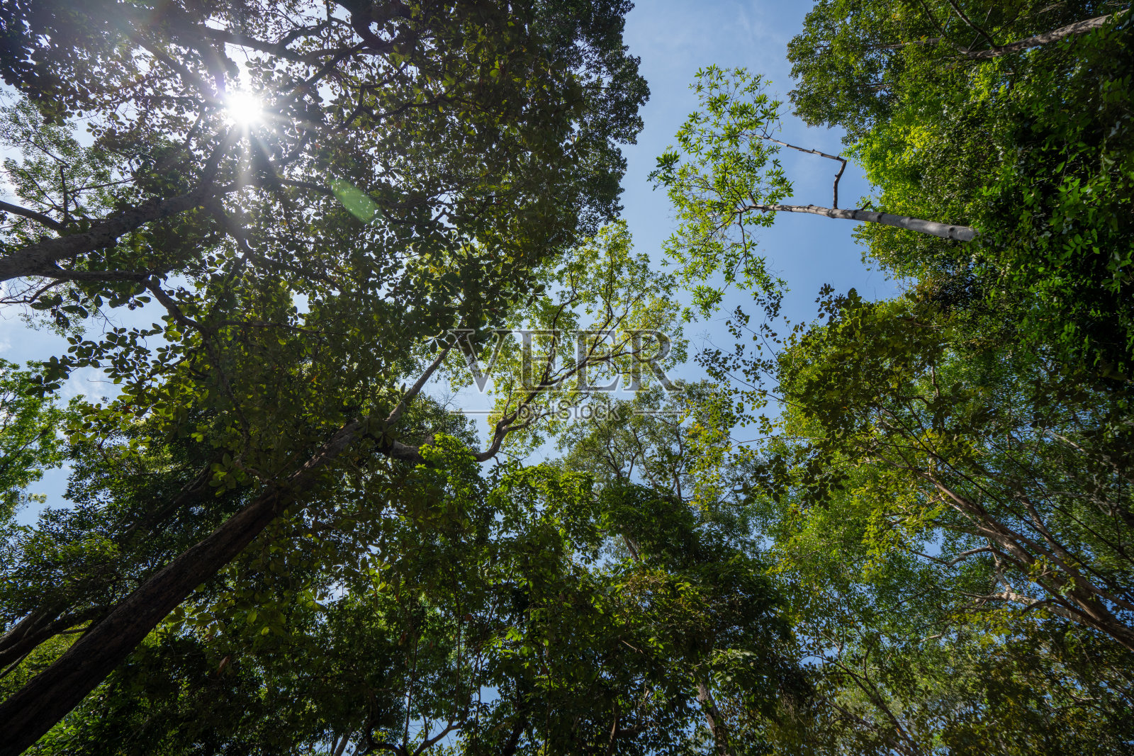 热带森林中大树的树干与阳光下的绿叶，森林中清新的环境，晴天的小树。照片摄影图片