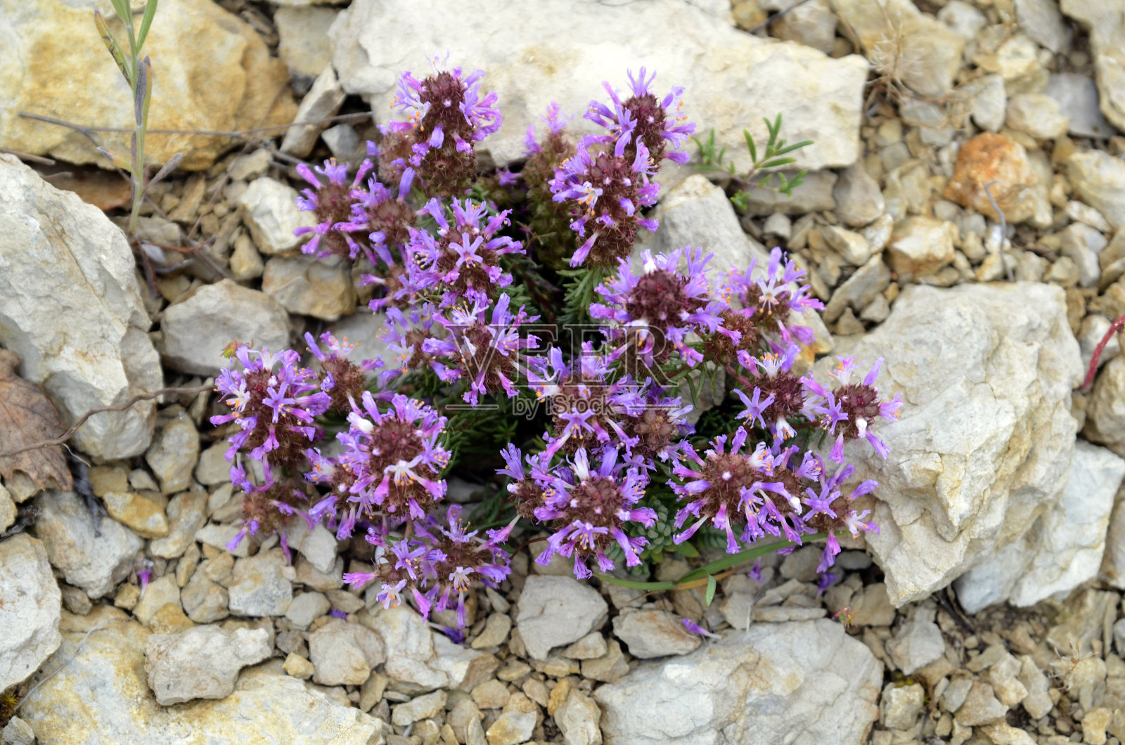 在壤土上的石生植物山茱萸照片摄影图片