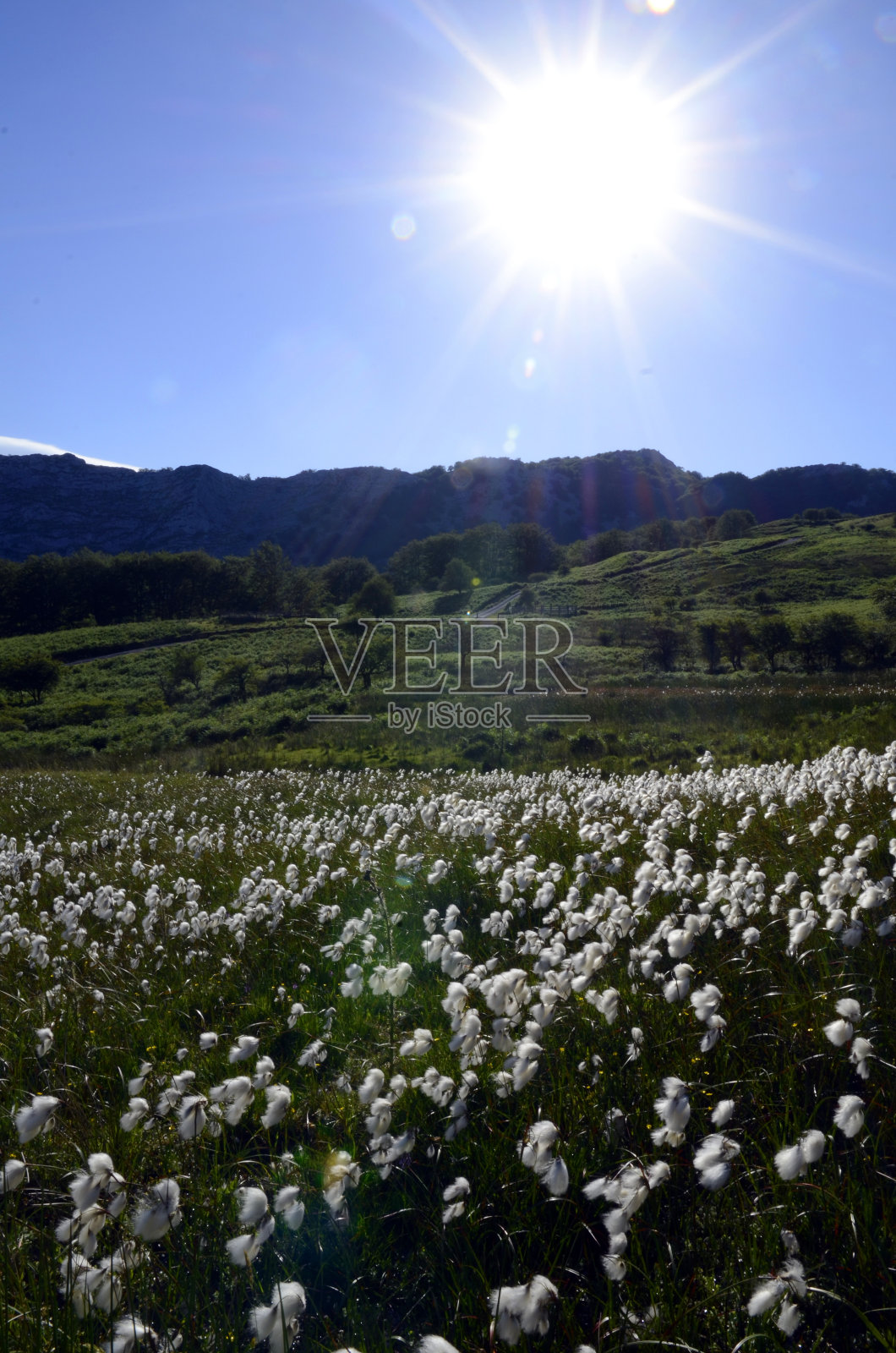 泥炭沼泽中常见的棉草(棉草)戈尔比亚或戈尔比亚自然公园。照片摄影图片