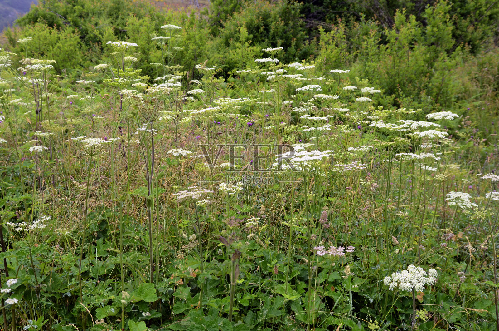 开花的野生当归植物(当归属照片摄影图片
