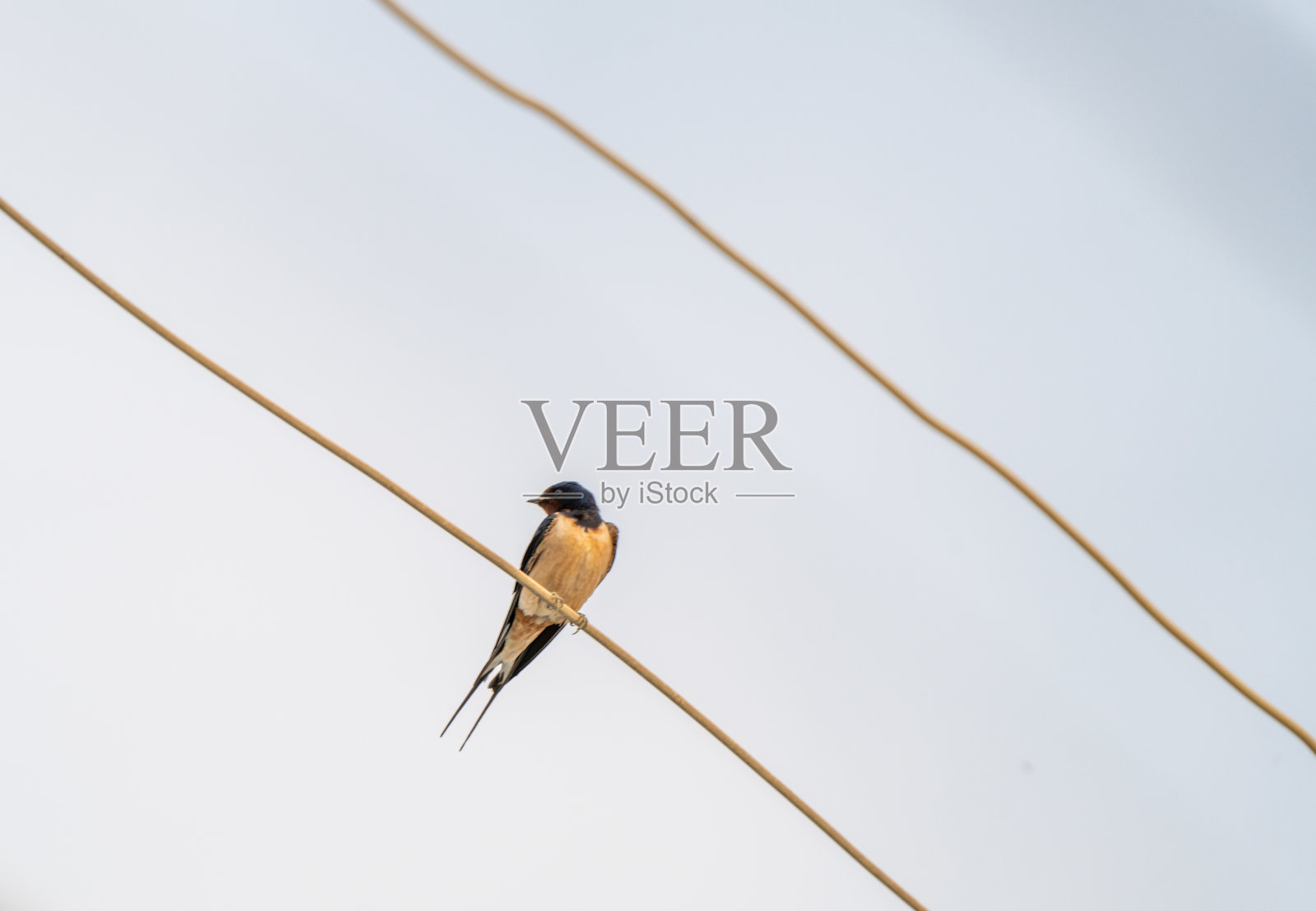 一只鸟栖息在电线上照片摄影图片