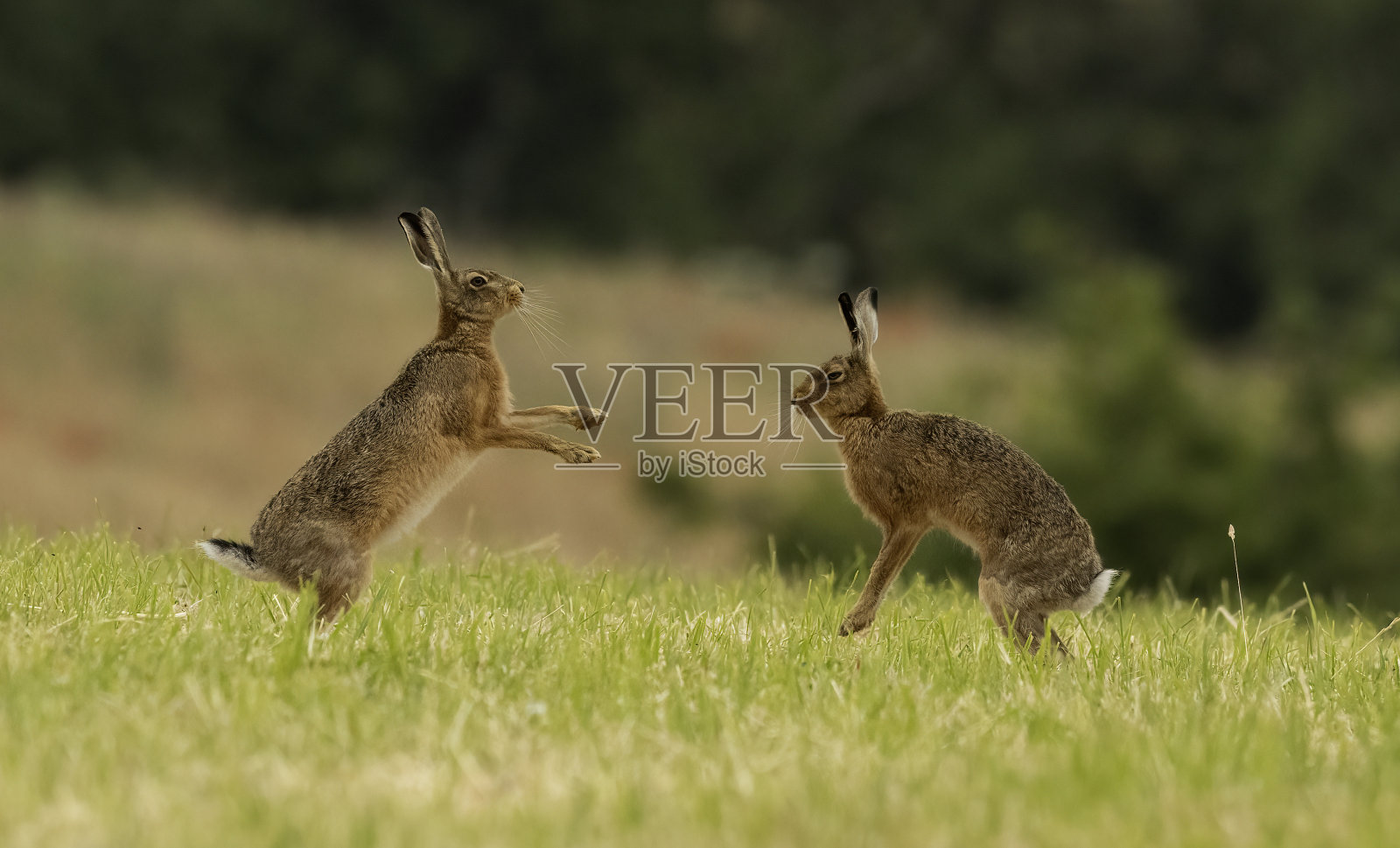野兔拳击照片摄影图片